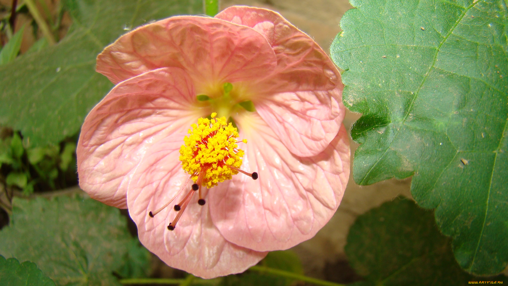 абутилон, цветы