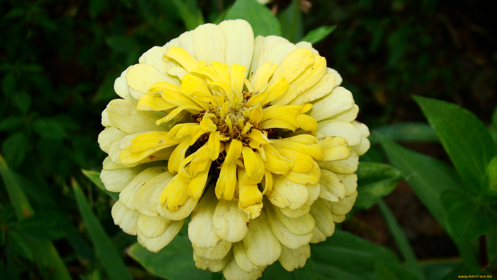 цинния, цветы