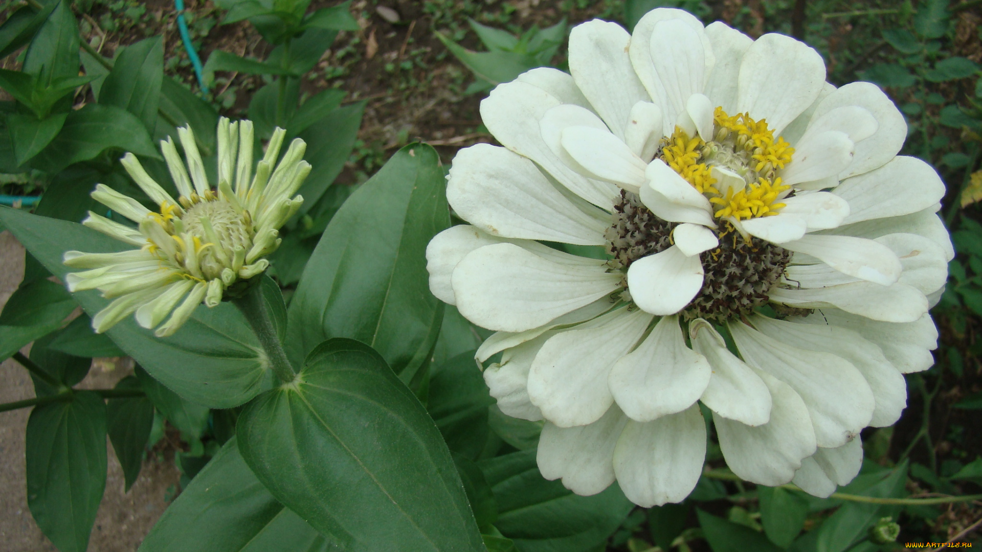 цинния, цветы