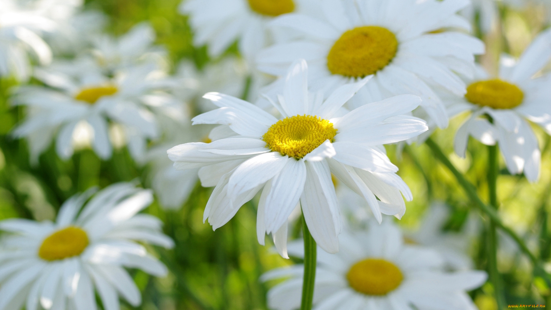 цветы, ромашки, свет, солнечный