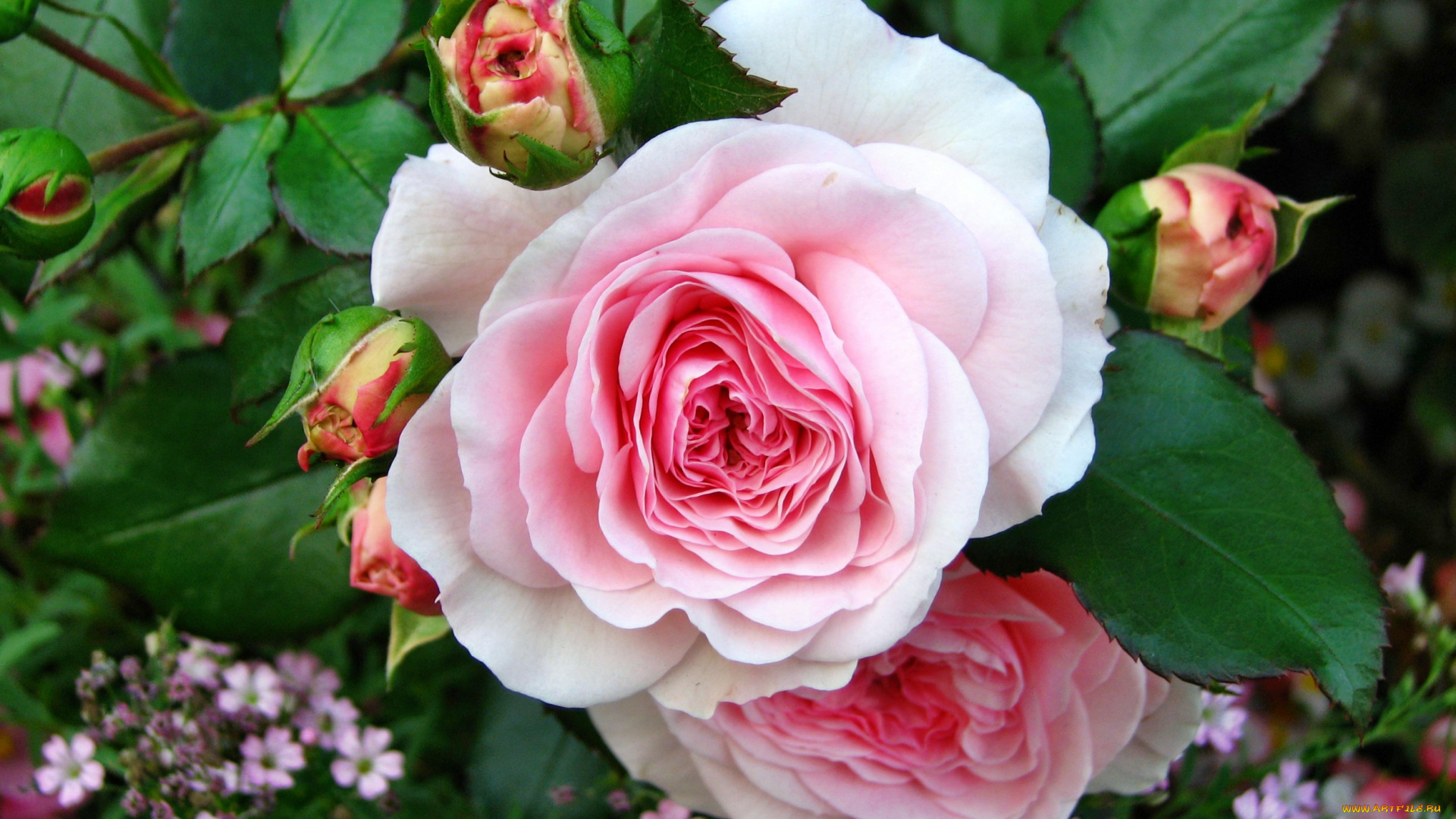 цветы, розы, бутон, лепестки, роза