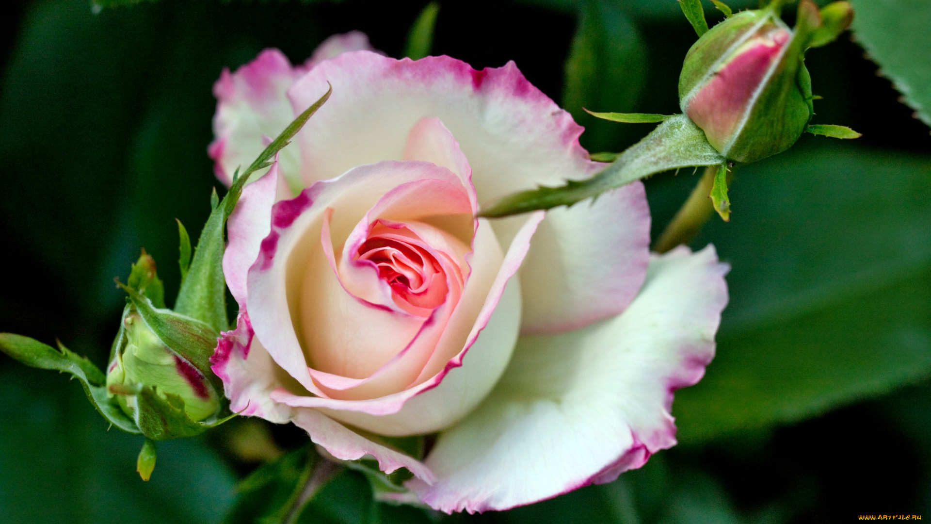 цветы, розы, бутон, роза, лепестки