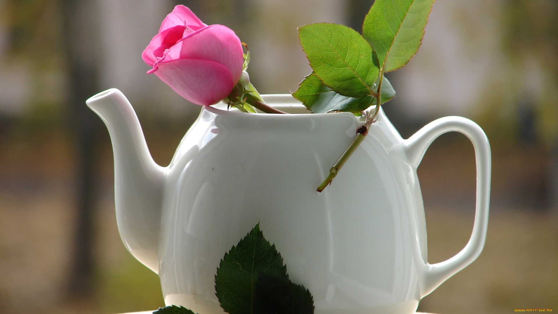 цветы, розы, бутон, заварник