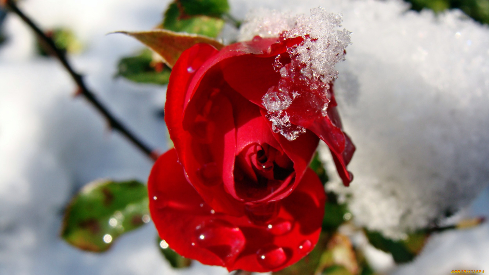 цветы, розы, лепестки, бутон, роза