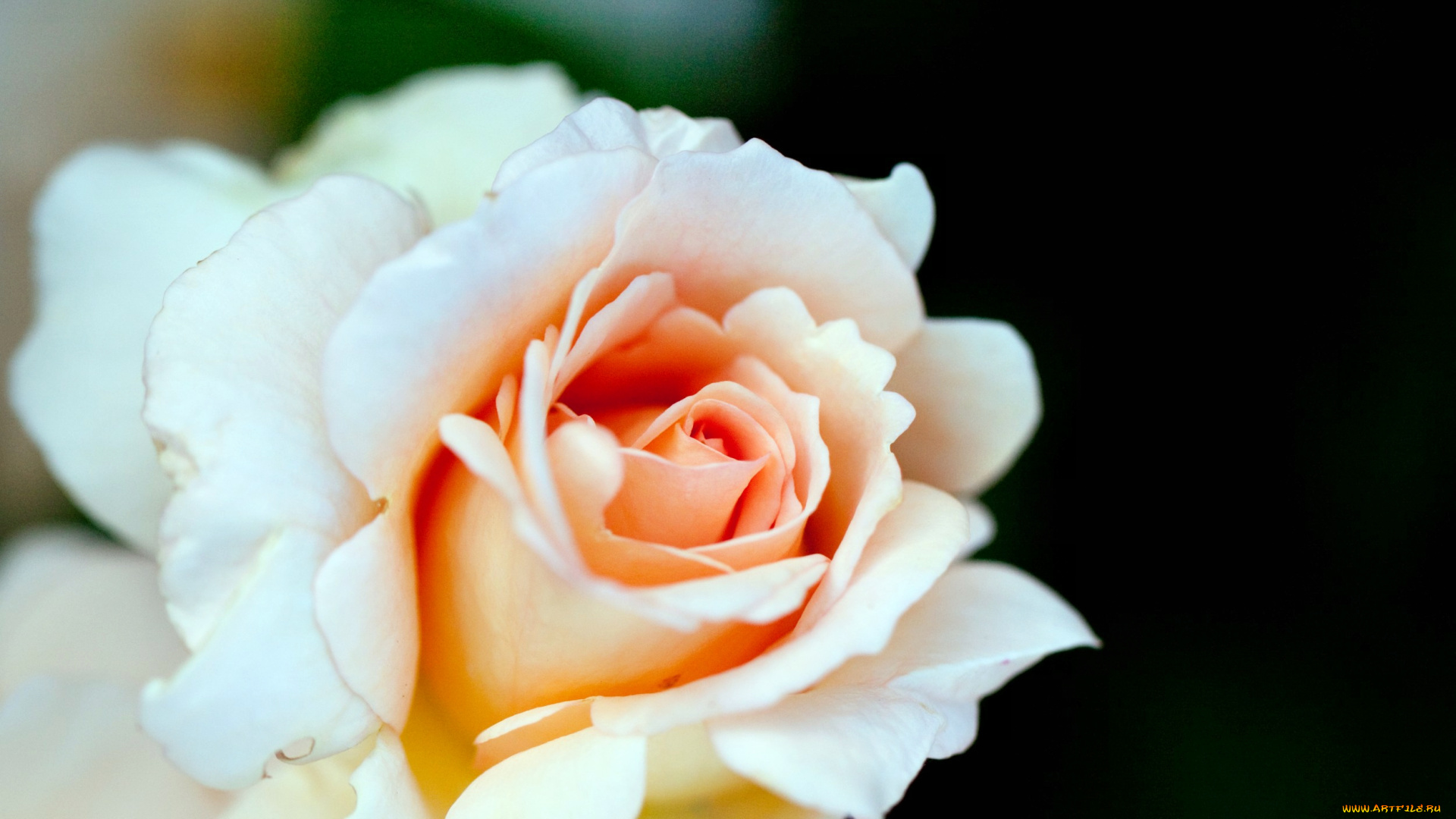 цветы, розы, лепестки, бутон, роза