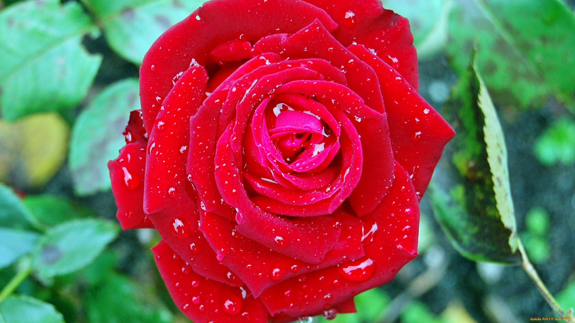 цветы, розы, лепестки, бутон, роза