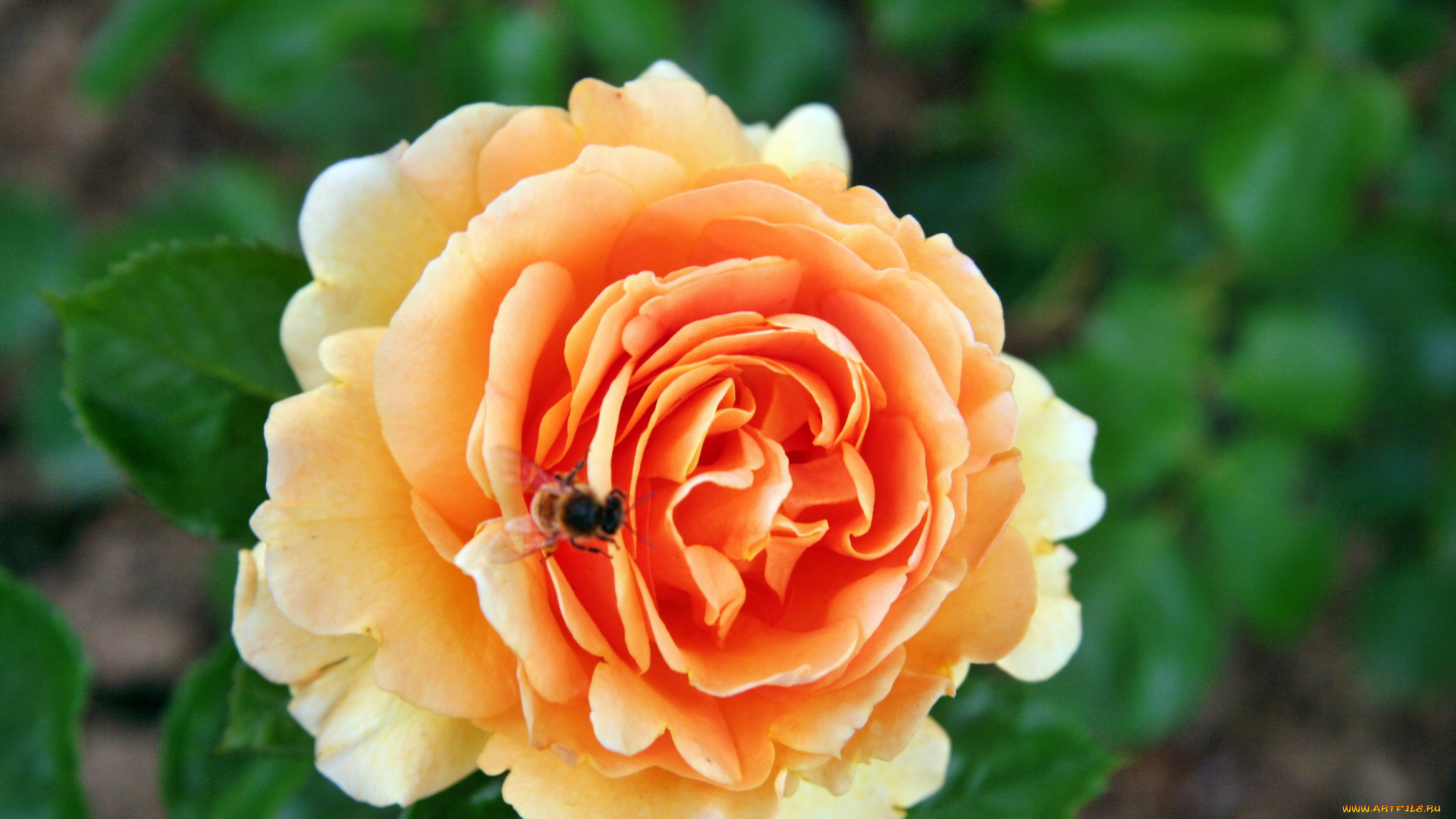 цветы, розы, лепестки, бутон, роза