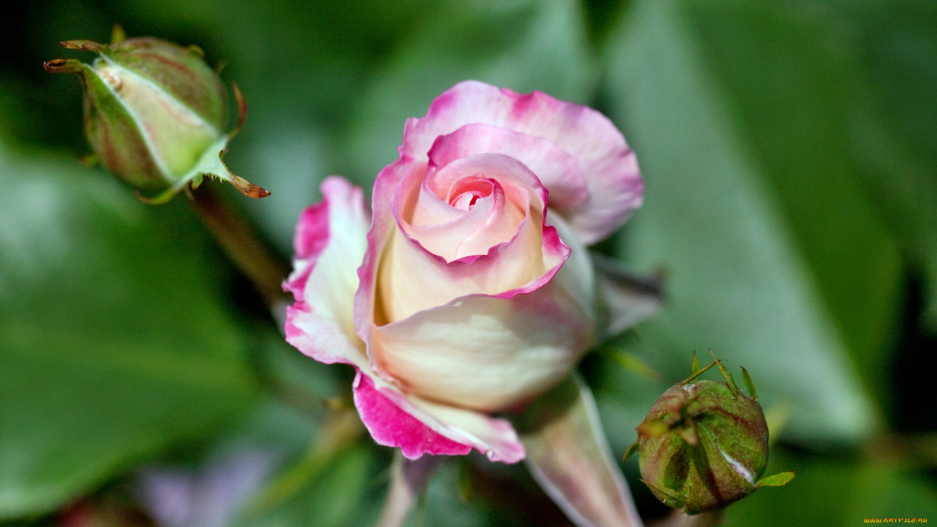 цветы, розы, лепестки, бутон, роза