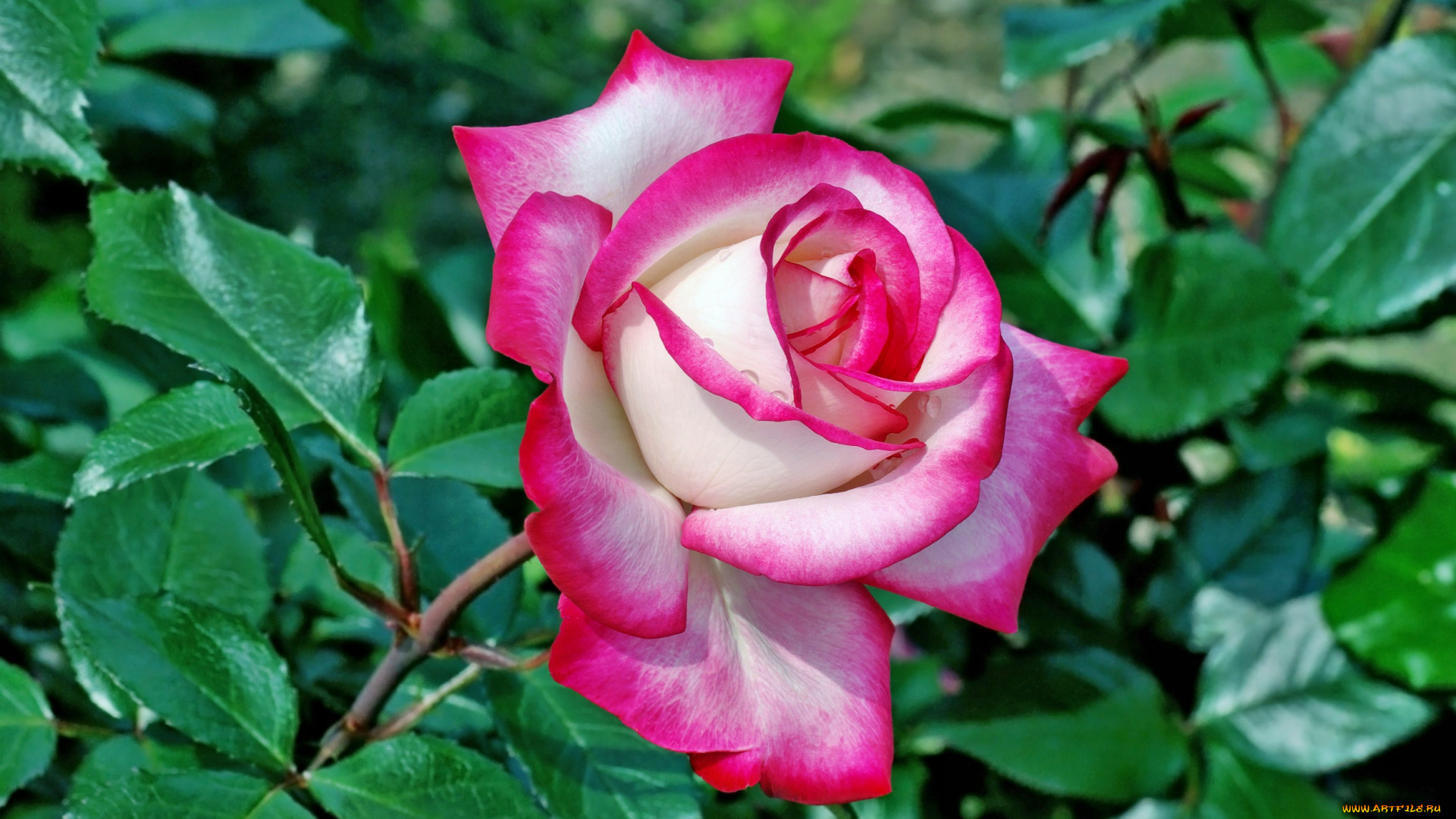 цветы, розы, лепестки, роза, бутон