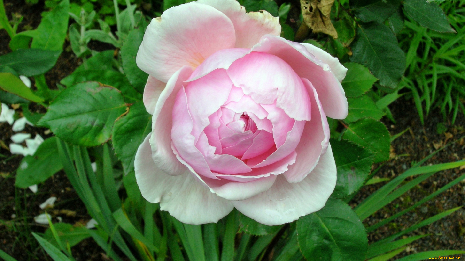 цветы, розы, роза, бутон, лепестки