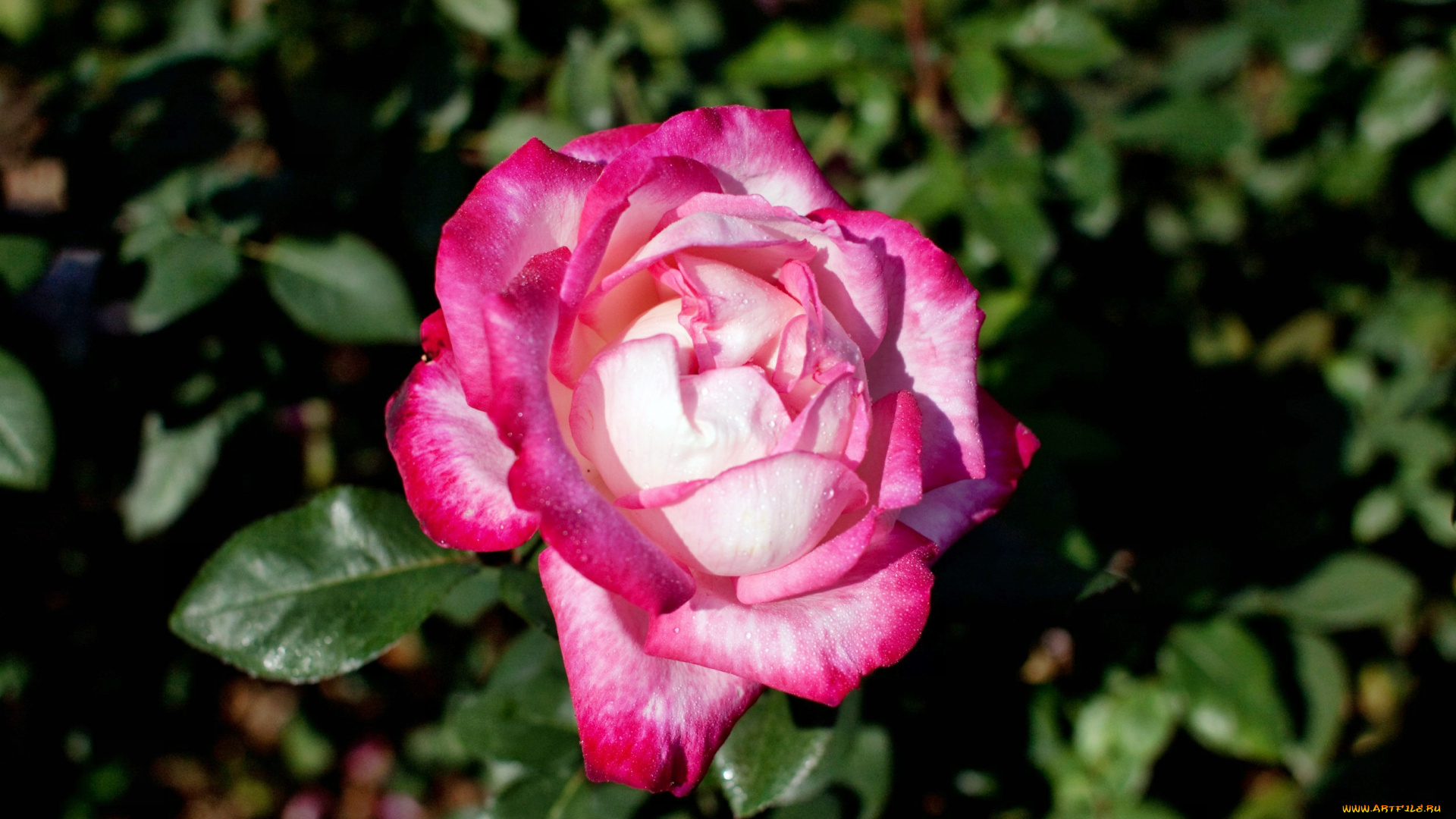 цветы, розы, роза, бутон, лепестки