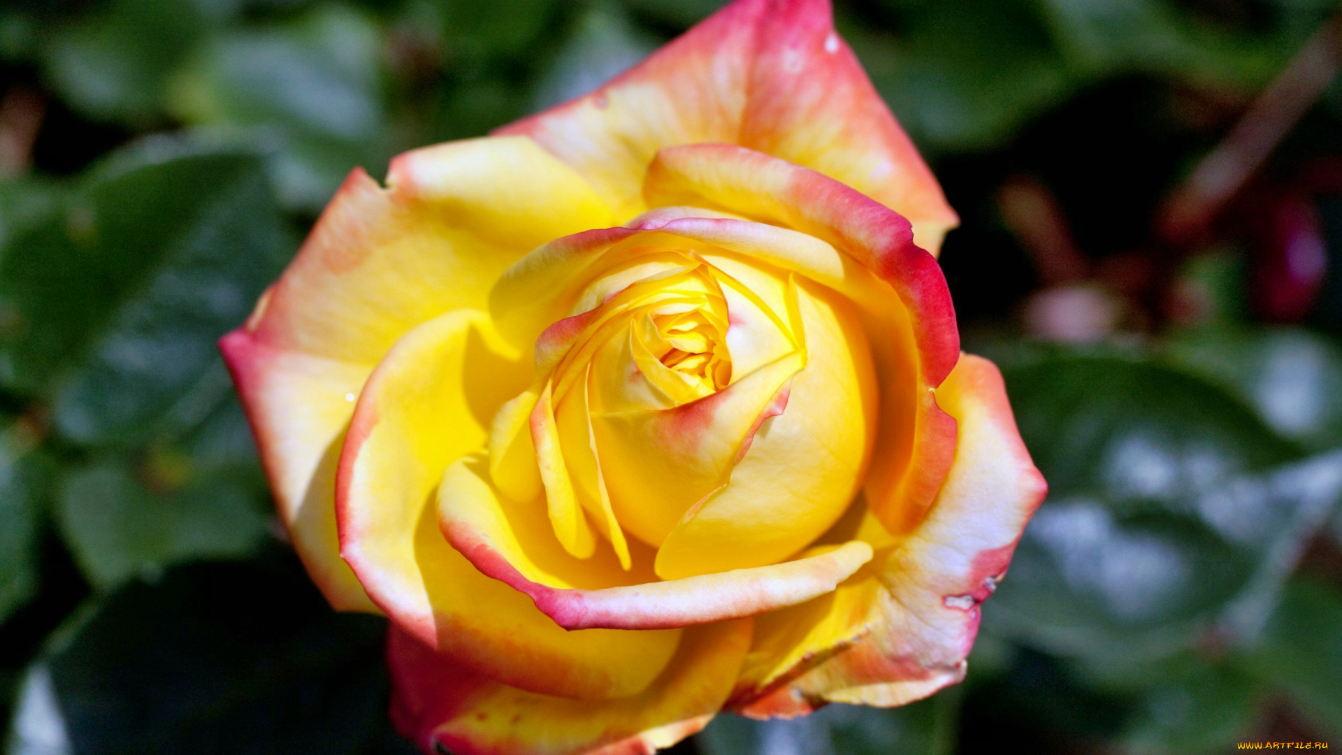 цветы, розы, роза, бутон, лепестки