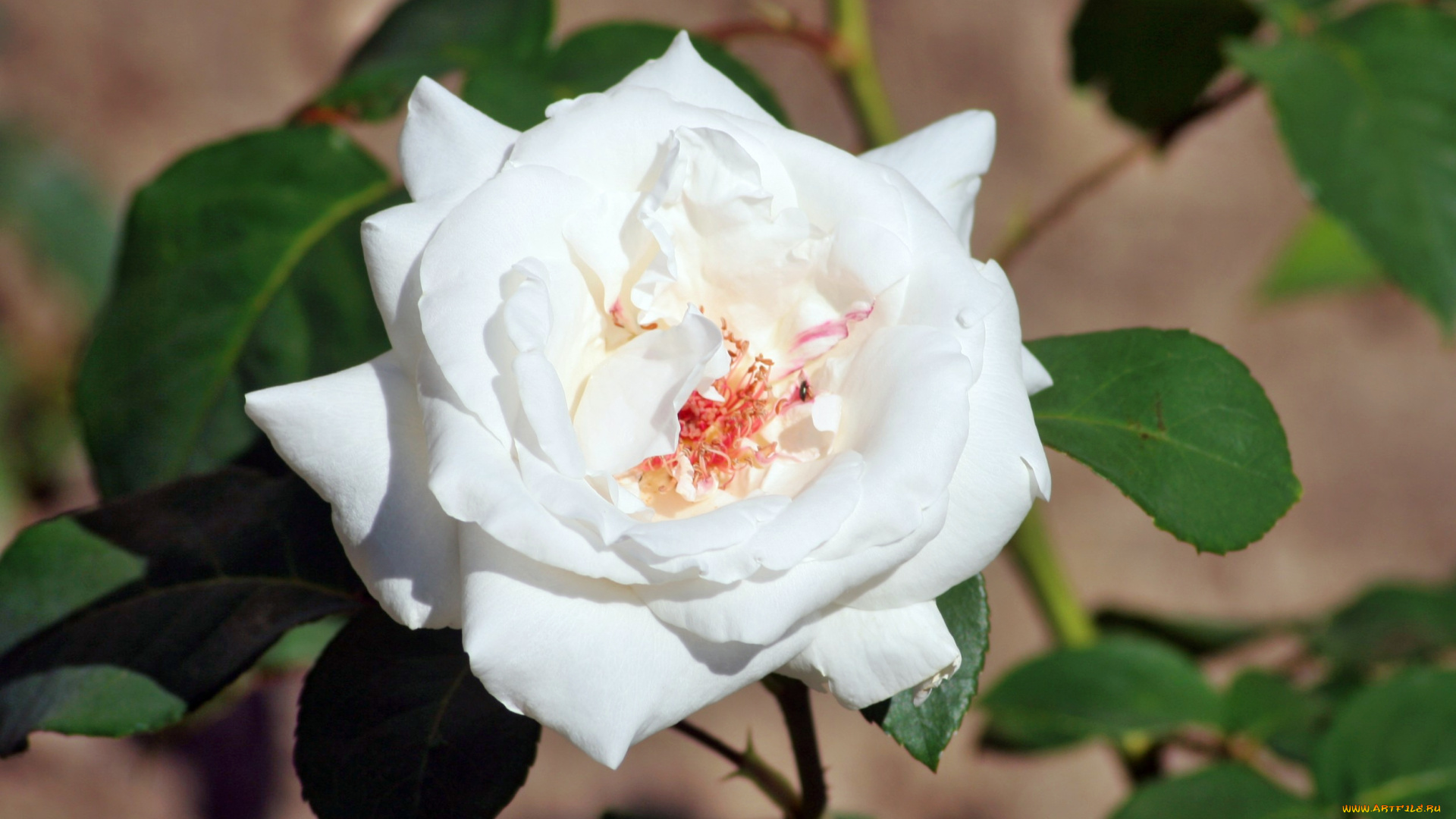 цветы, розы, роза, лепестки, бутон