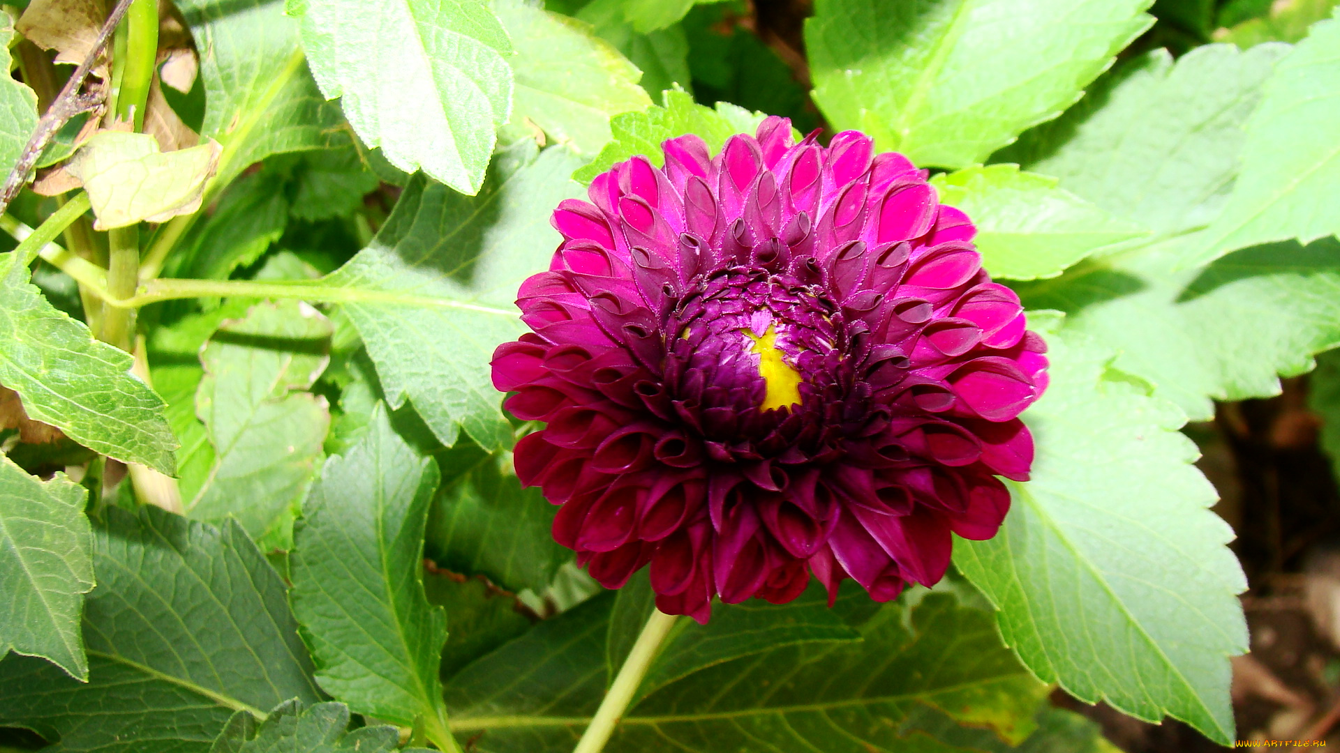 георгин, цветы, георгины