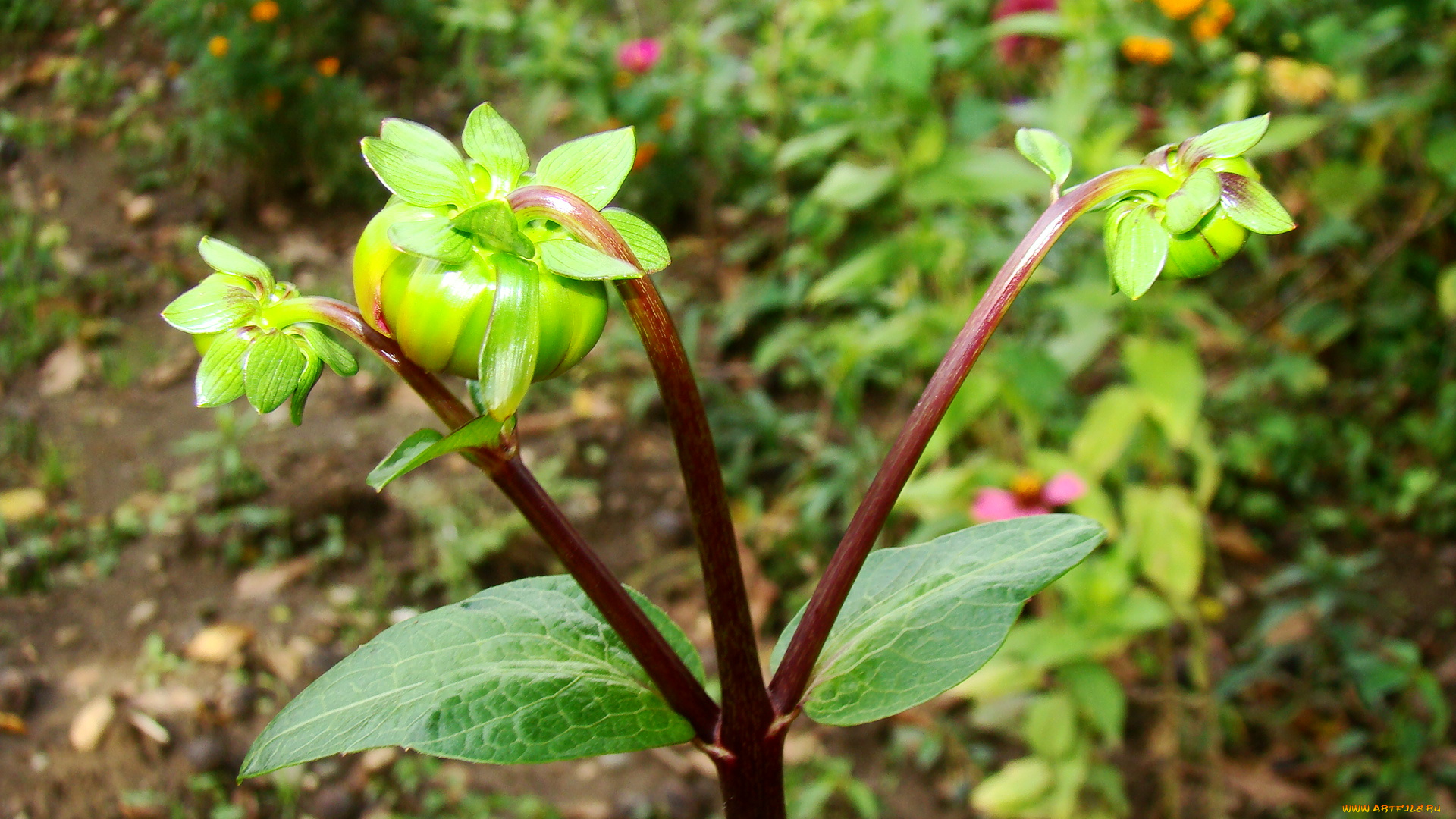георгины, цветы