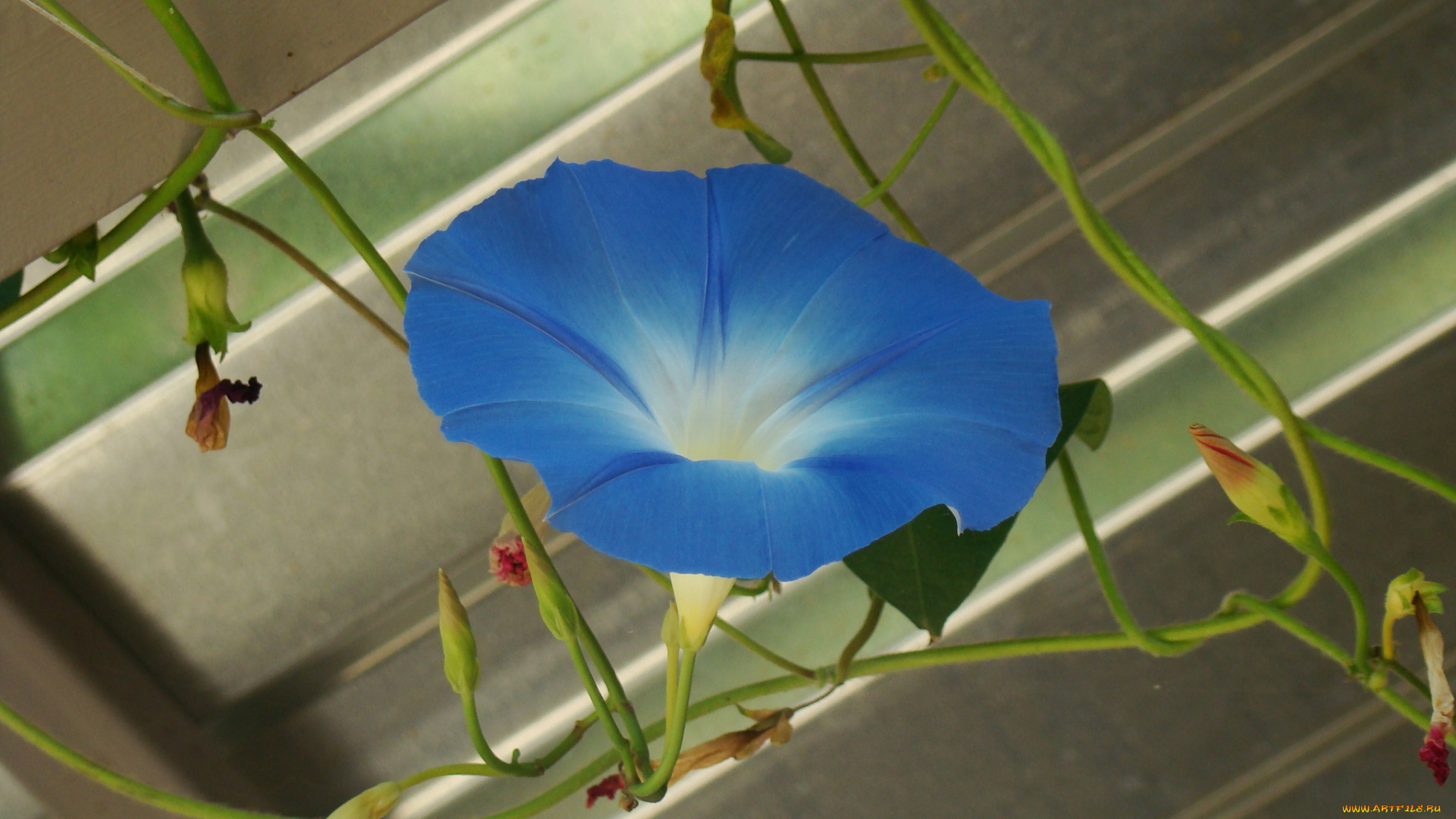 ипомея, цветы, вьюнки, ипомеи