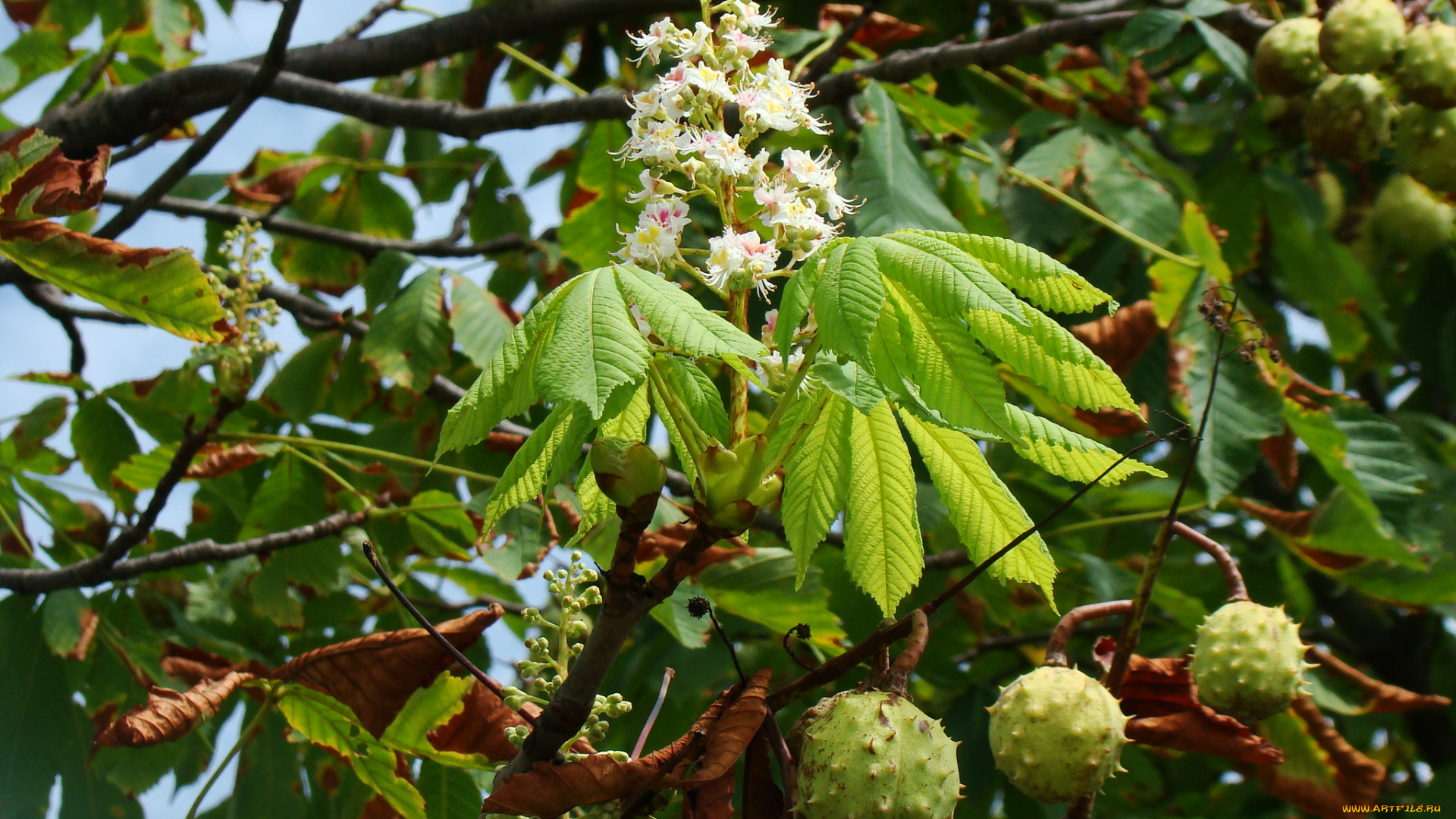 каштан, цветы, цветущие, деревья, кустарники