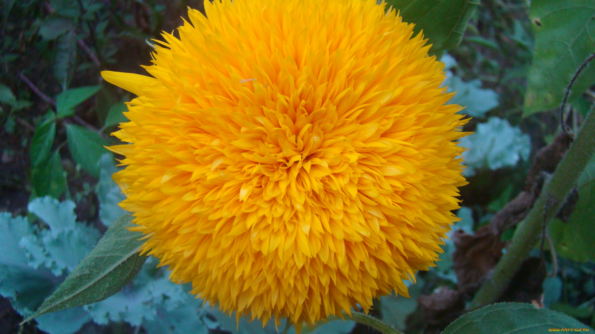 подсолнух, цветы, подсолнухи