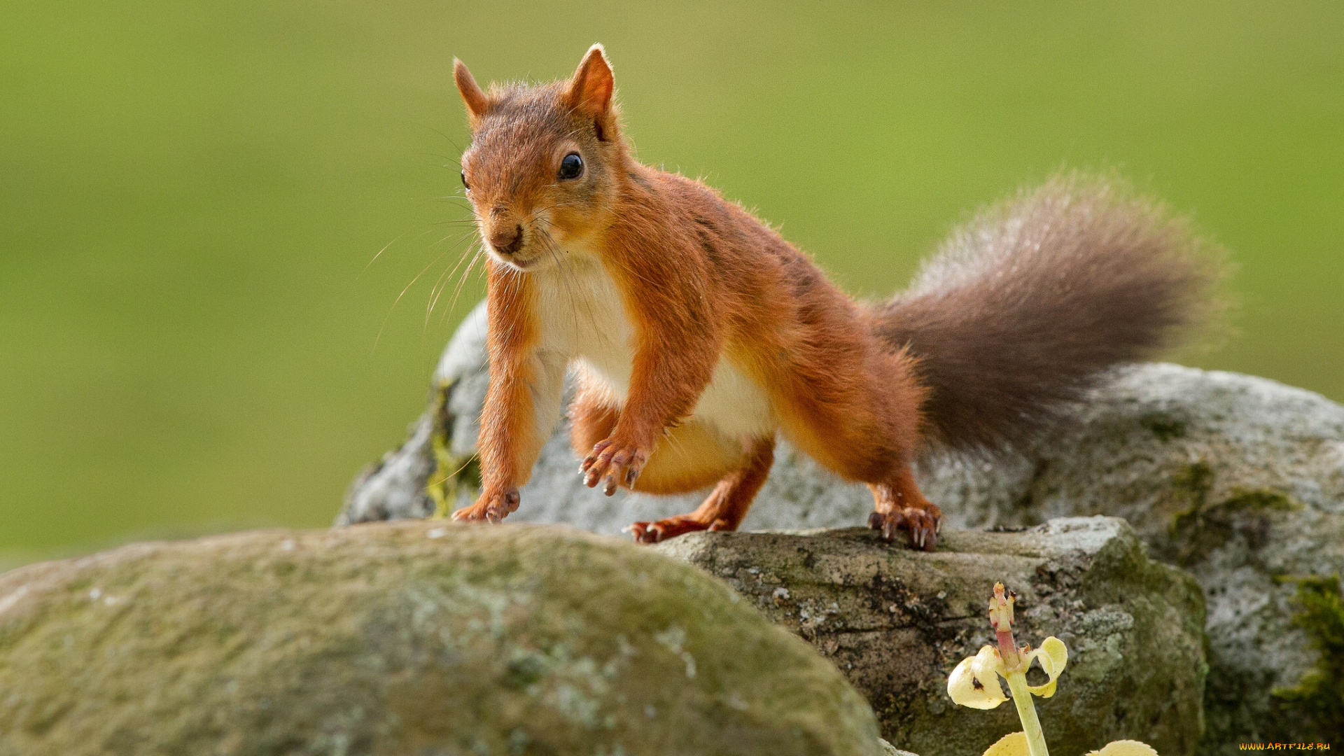животные, белки, рыжая, камни