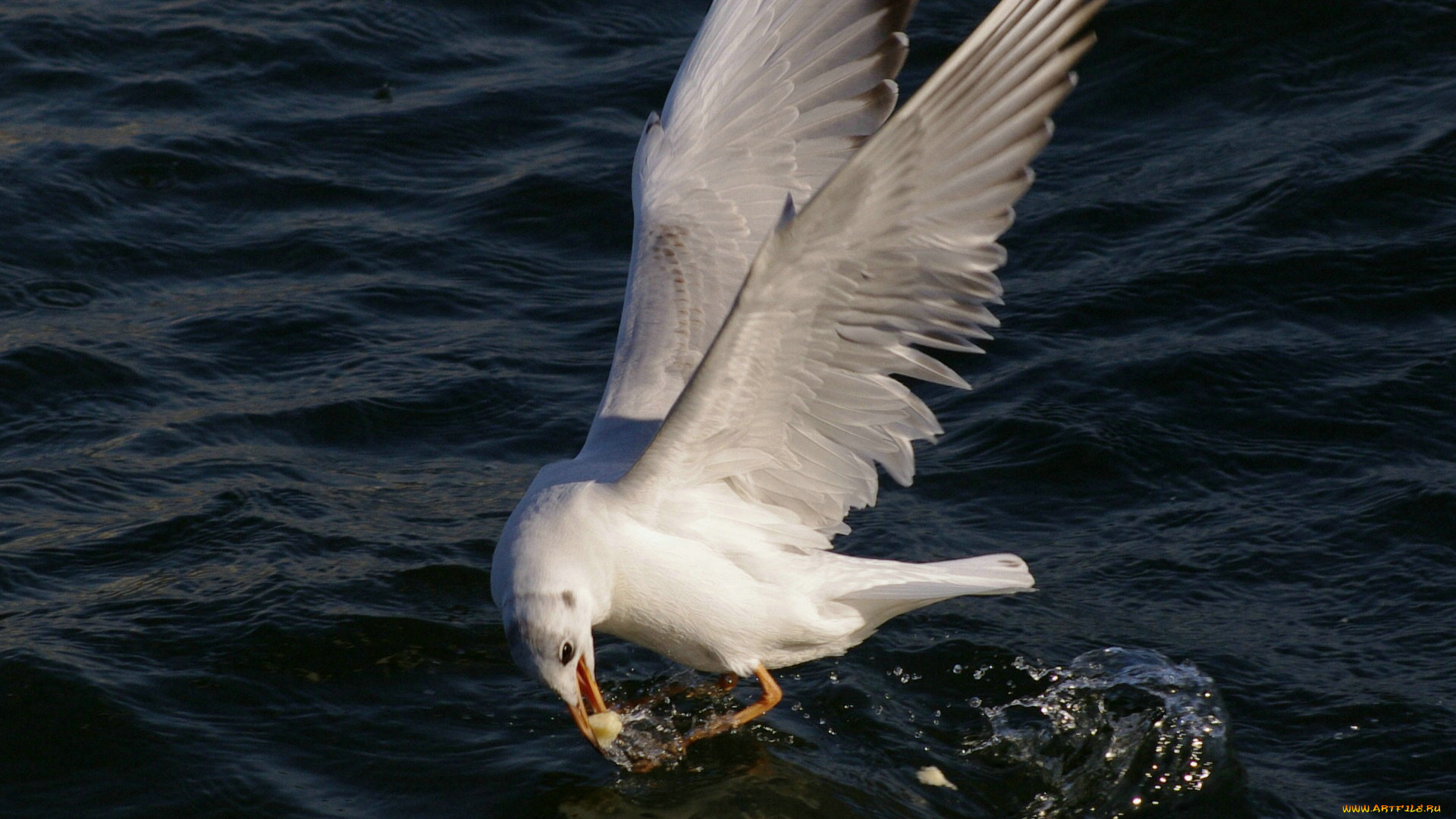 животные, Чайки, бакланы, крачки, крылья