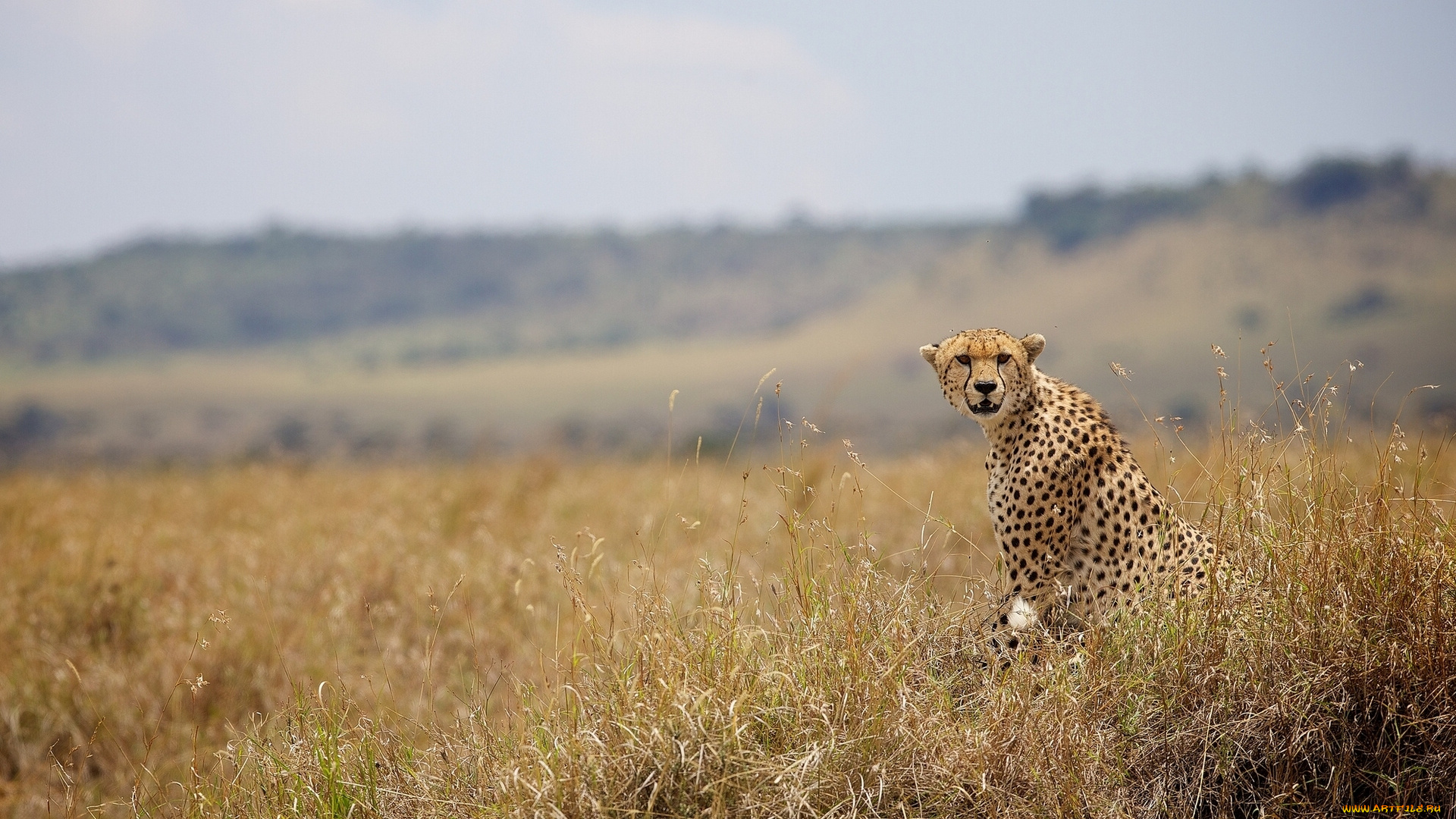 животные, гепарды, дикая, кошка, трава
