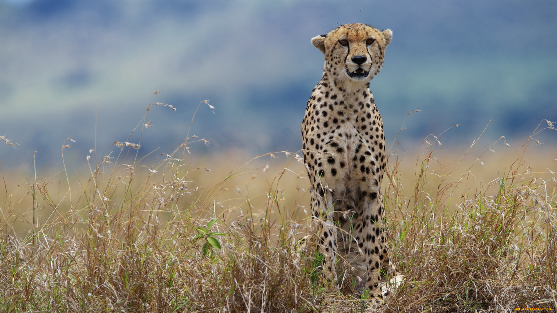 животные, гепарды, трава, дикая, кошка
