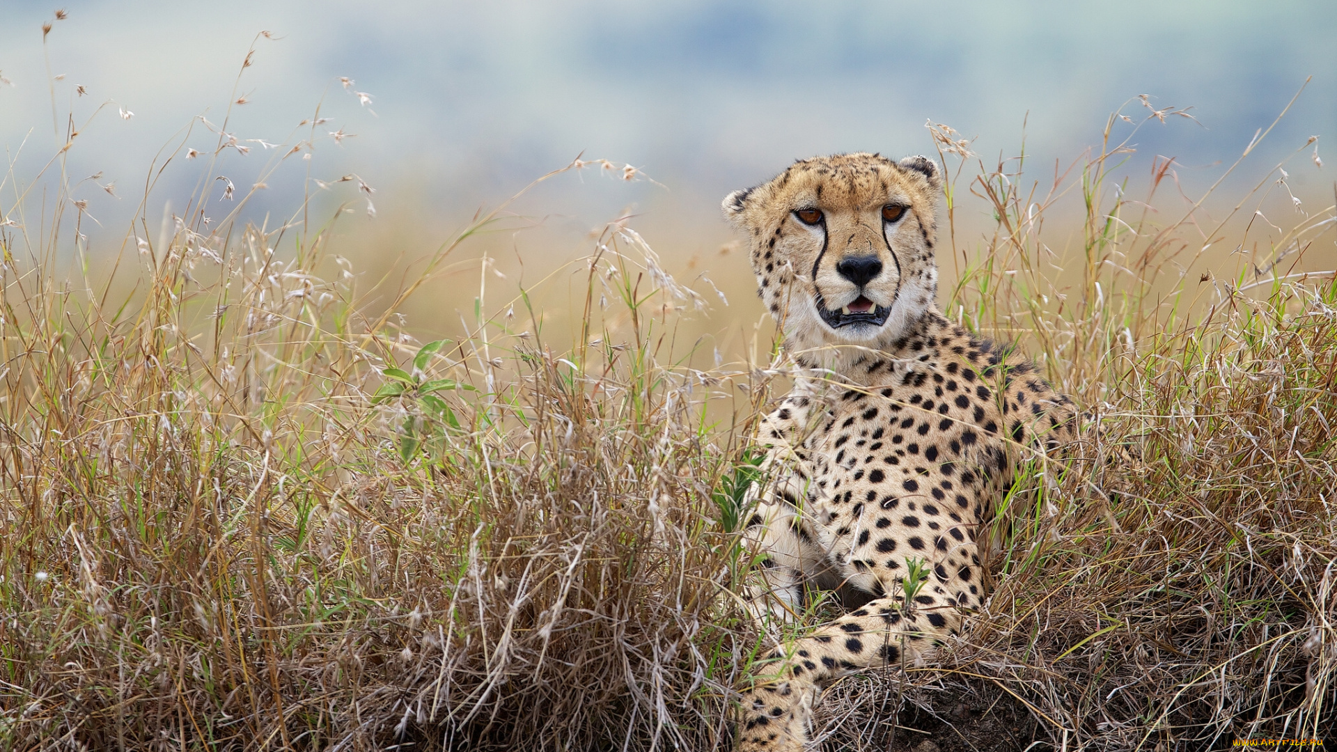 животные, гепарды, трава, дикая, кошка