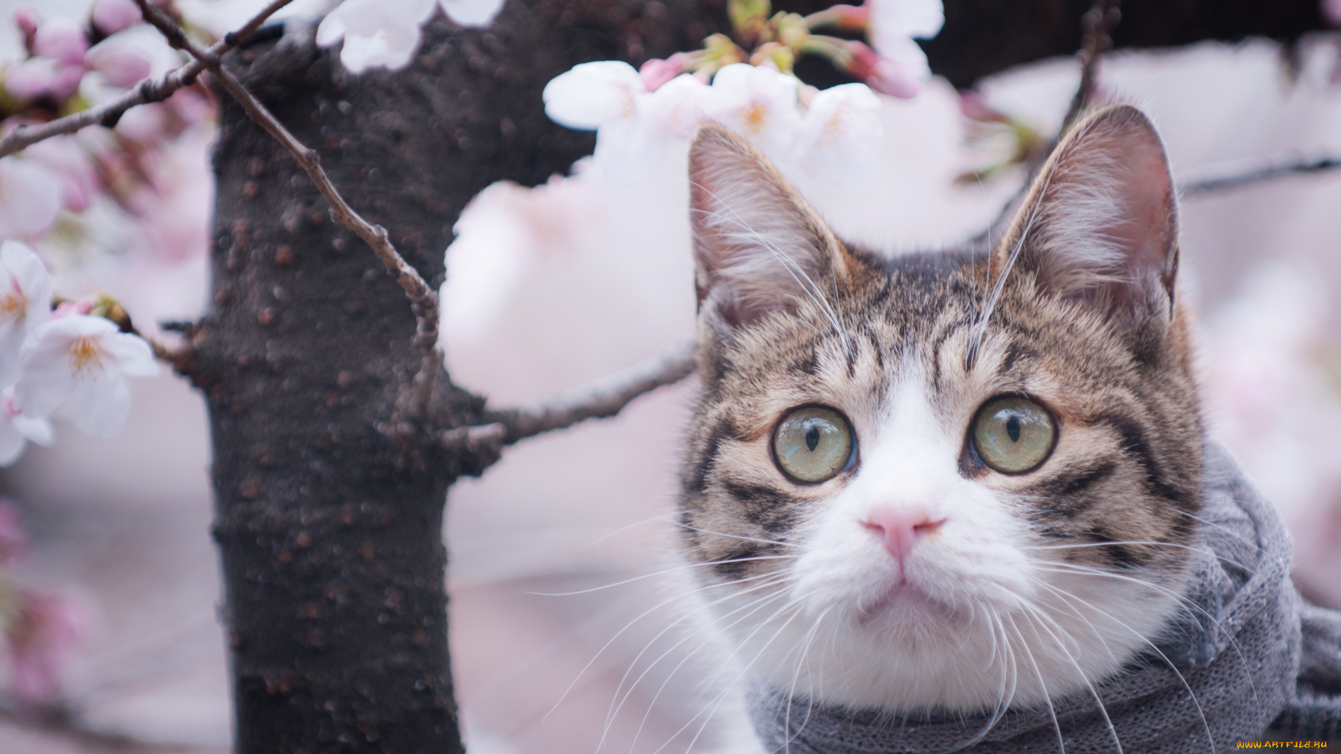 животные, коты, дерево, взгляд, мордочка, шарф, весна