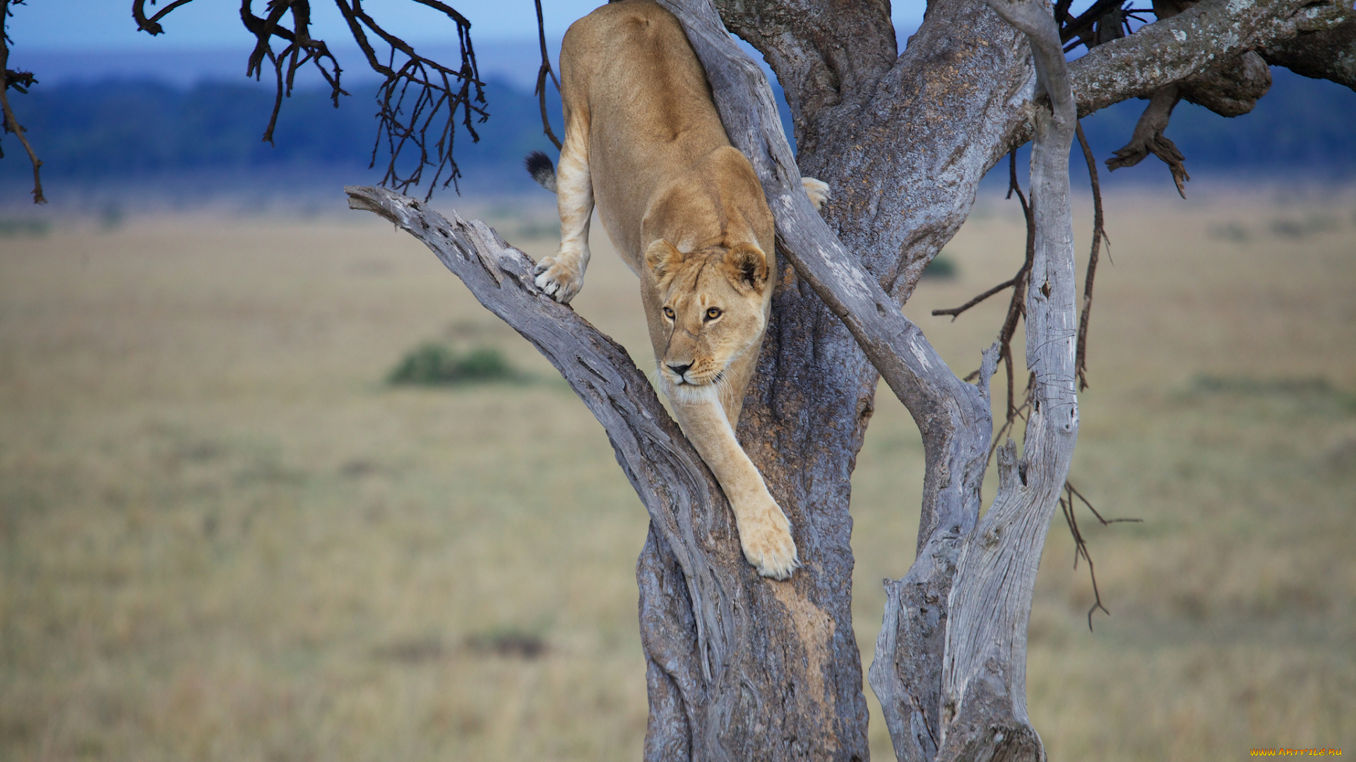 животные, львы, львица, дерево
