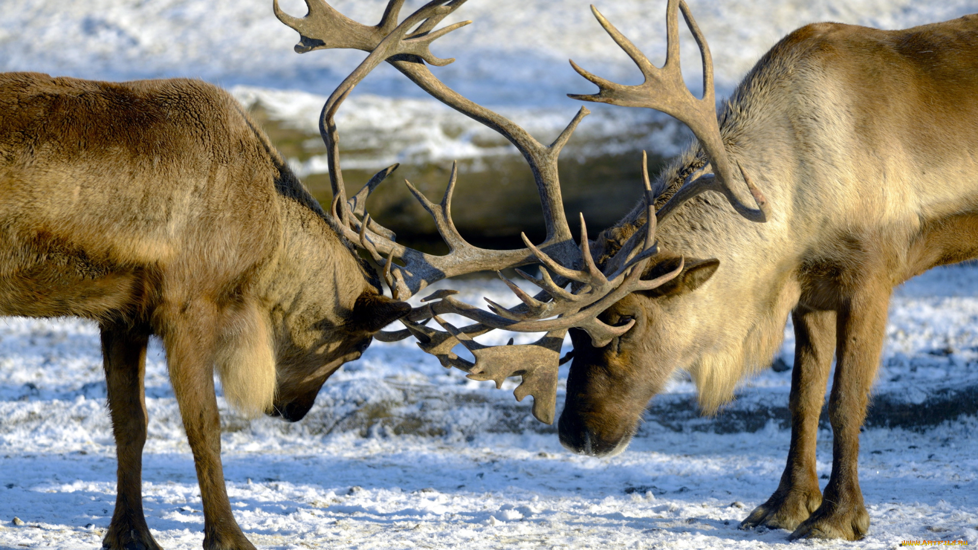 животные, олени, рога
