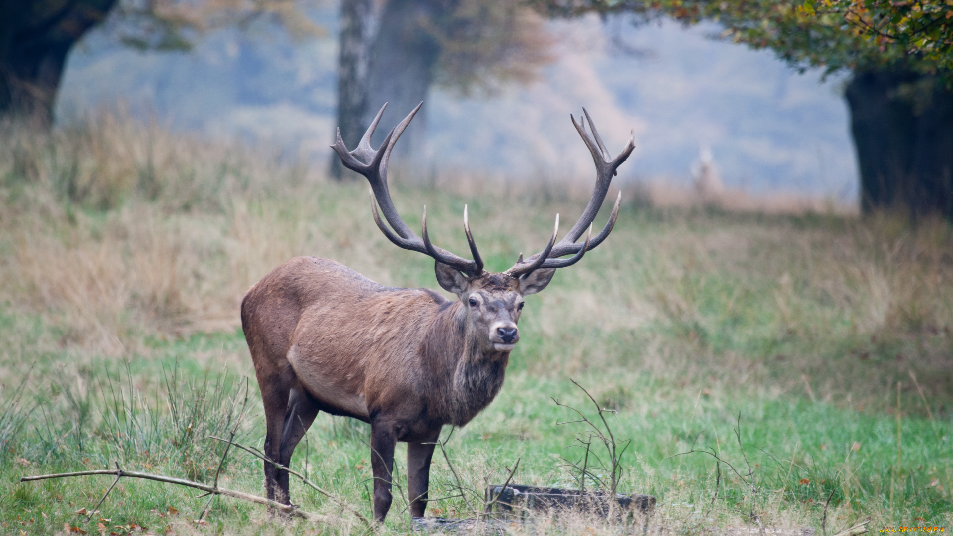 животные, олени, рога