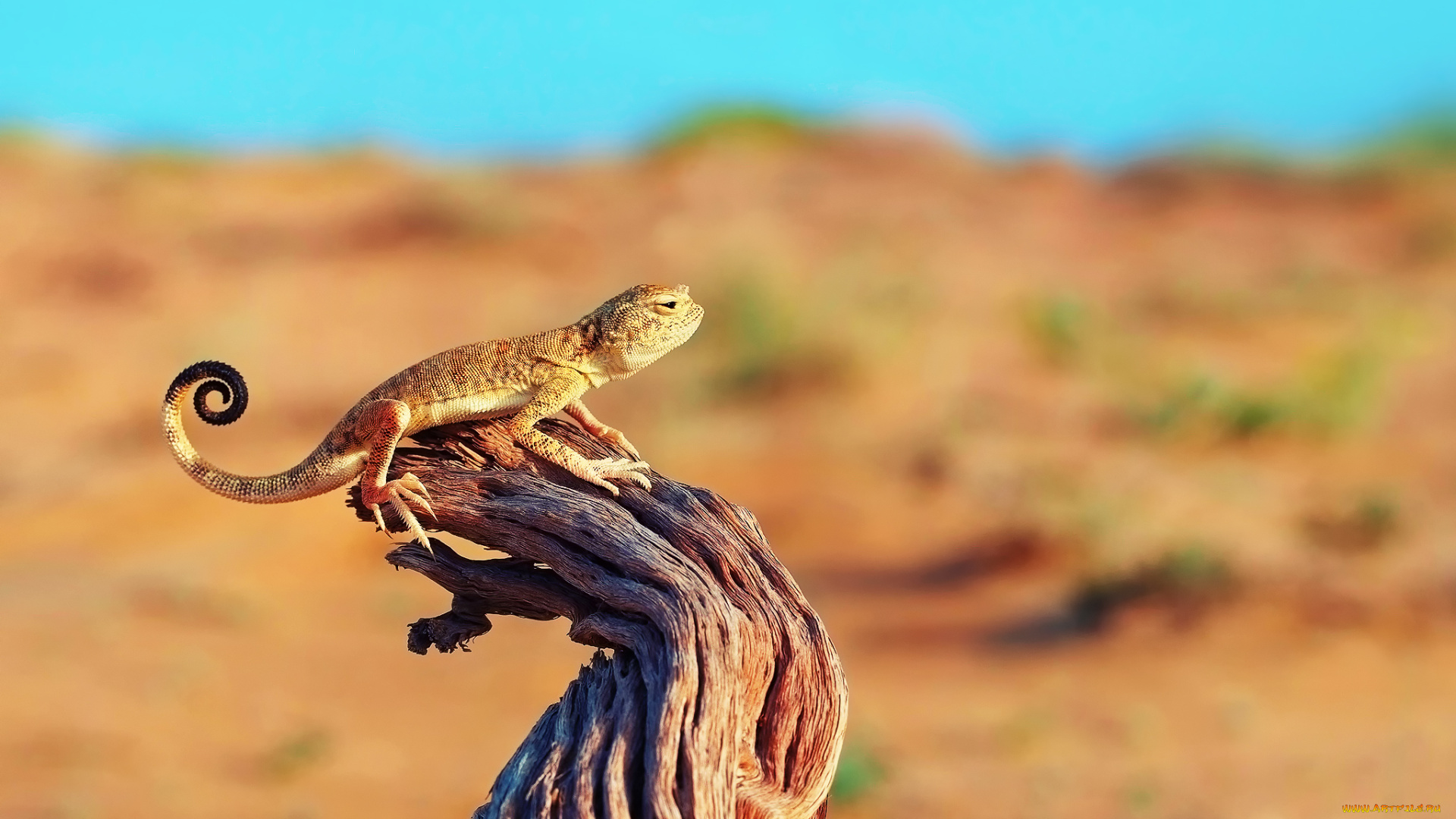 животные, Ящерицы, игуаны, вараны, дерево, пустыня