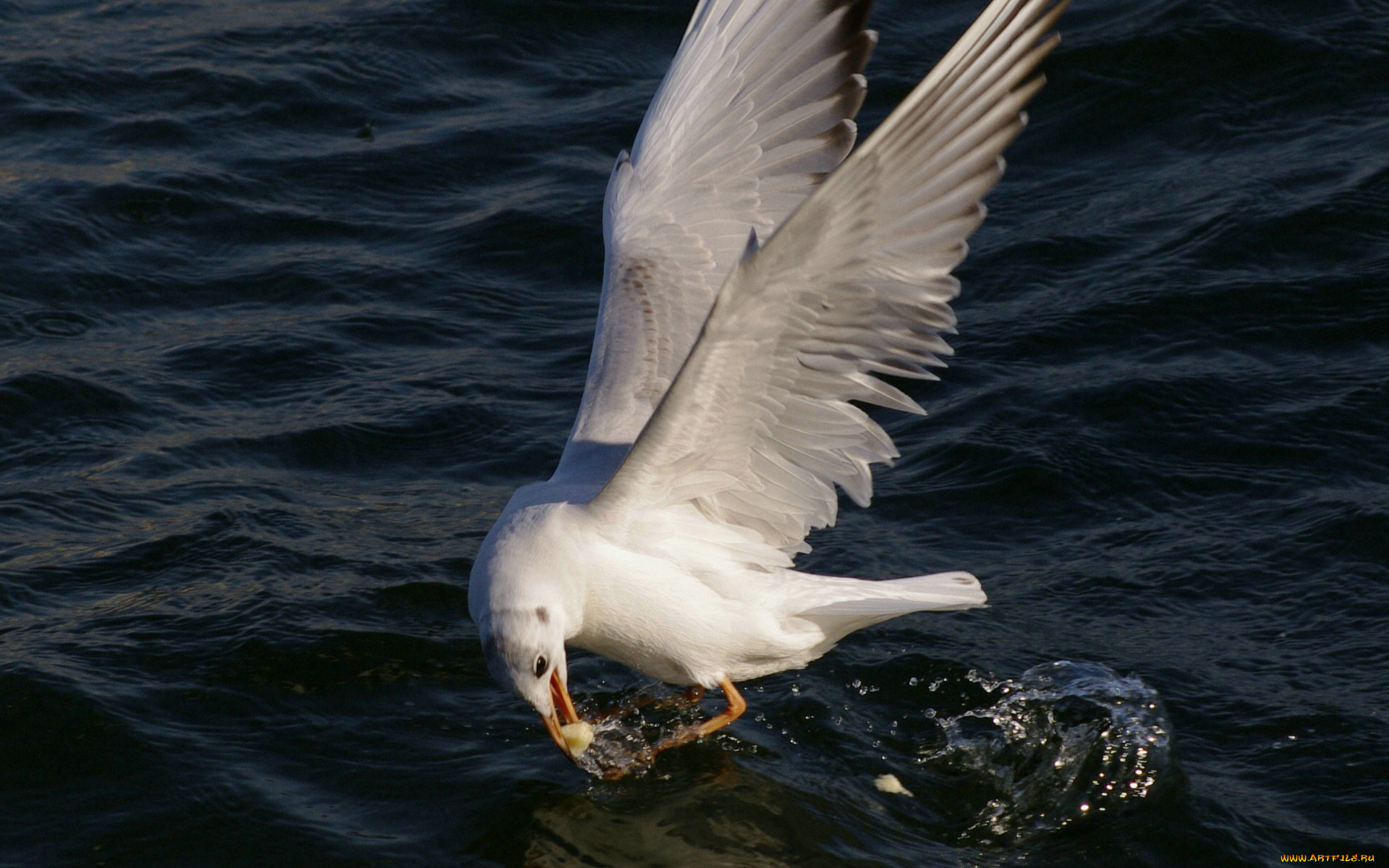 животные, Чайки, бакланы, крачки, крылья
