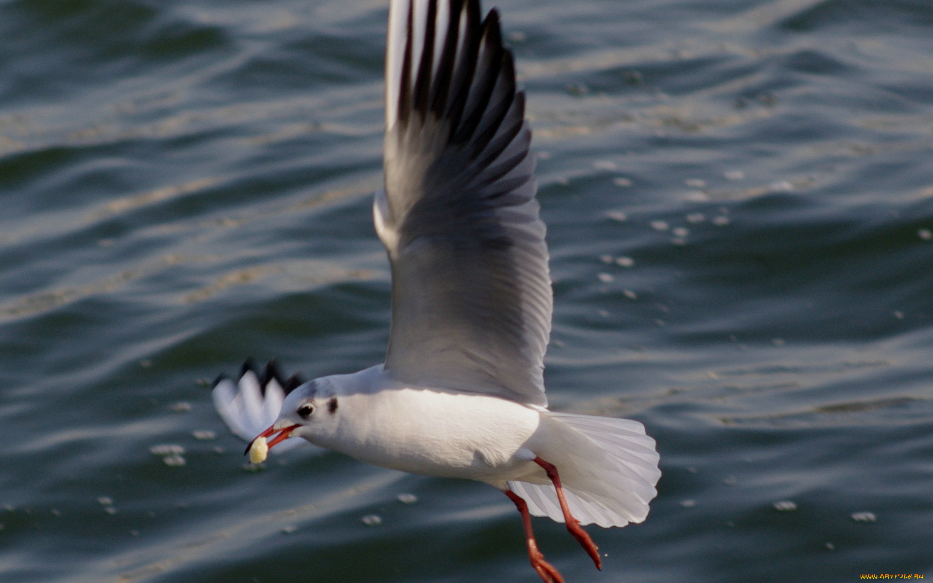 животные, Чайки, бакланы, крачки, крылья
