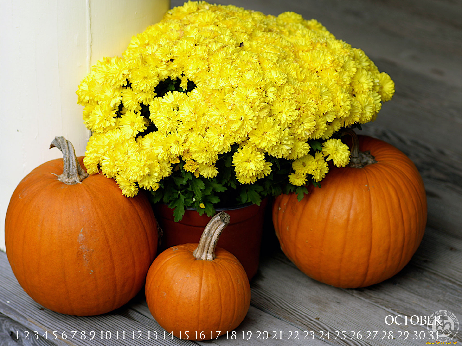 календари, цветы, хризантемы, тыква
