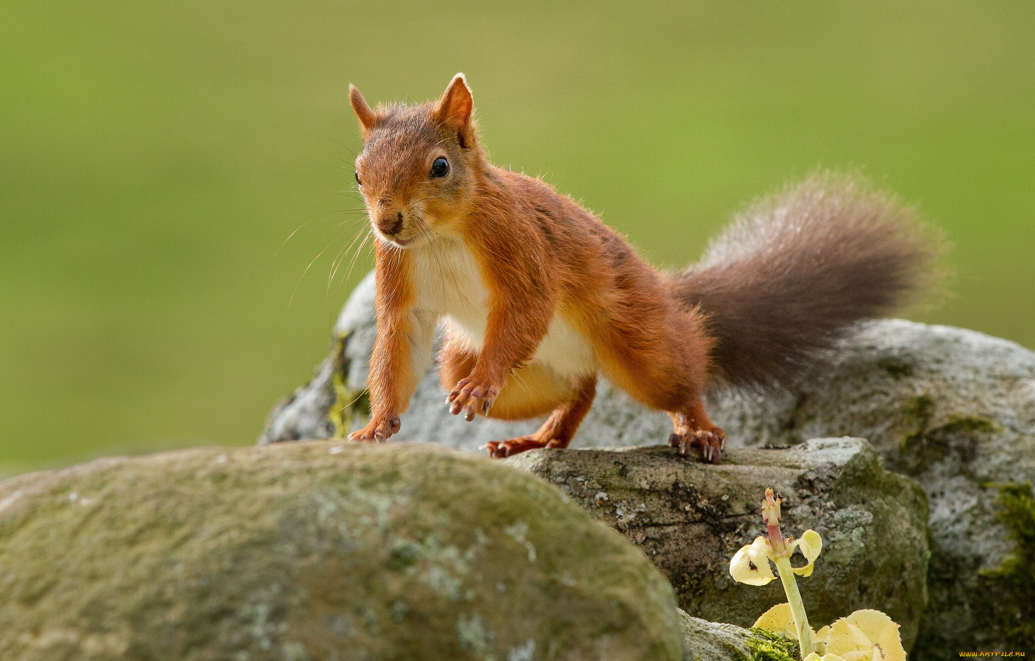животные, белки, рыжая, камни