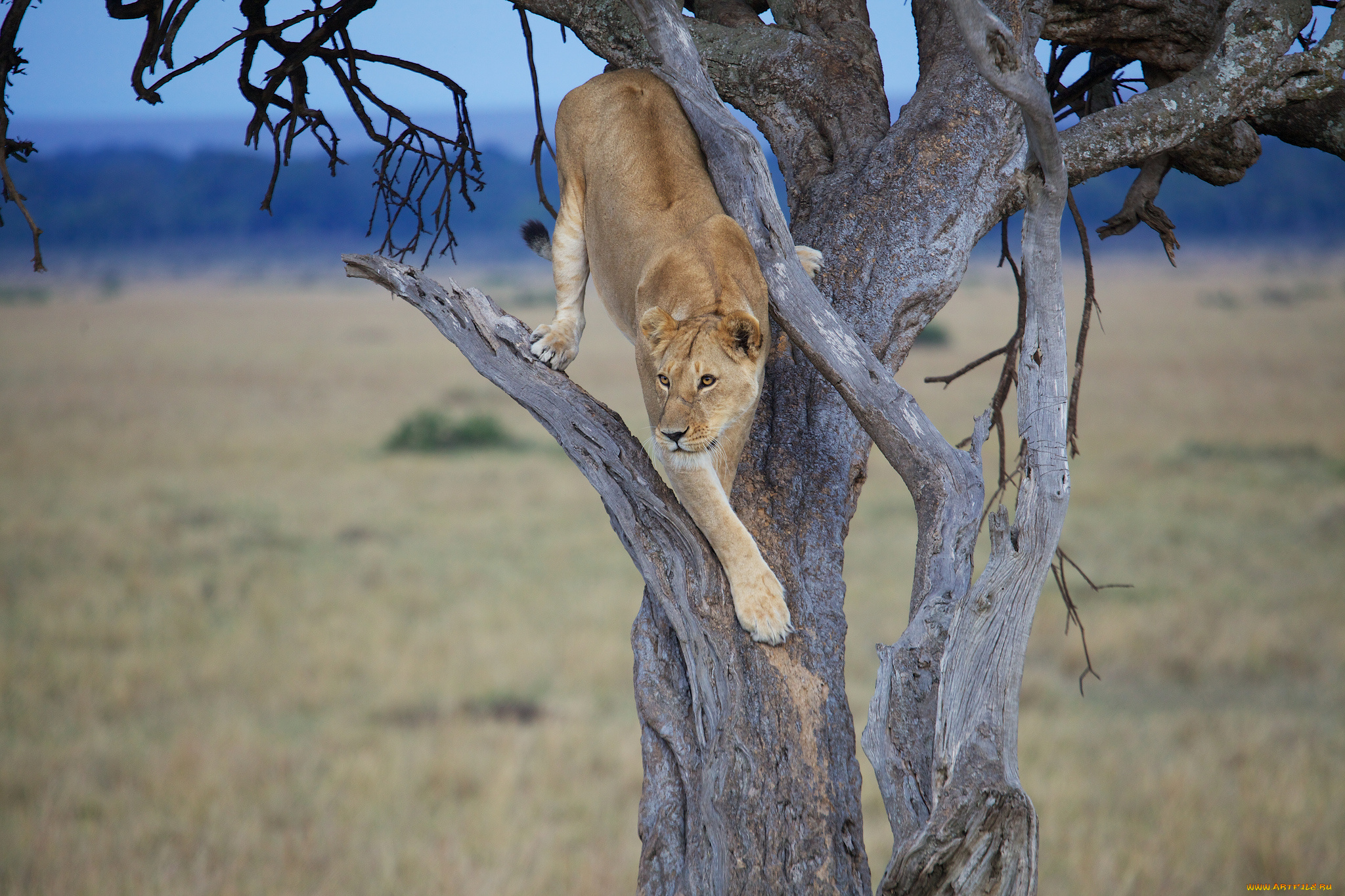 животные, львы, львица, дерево