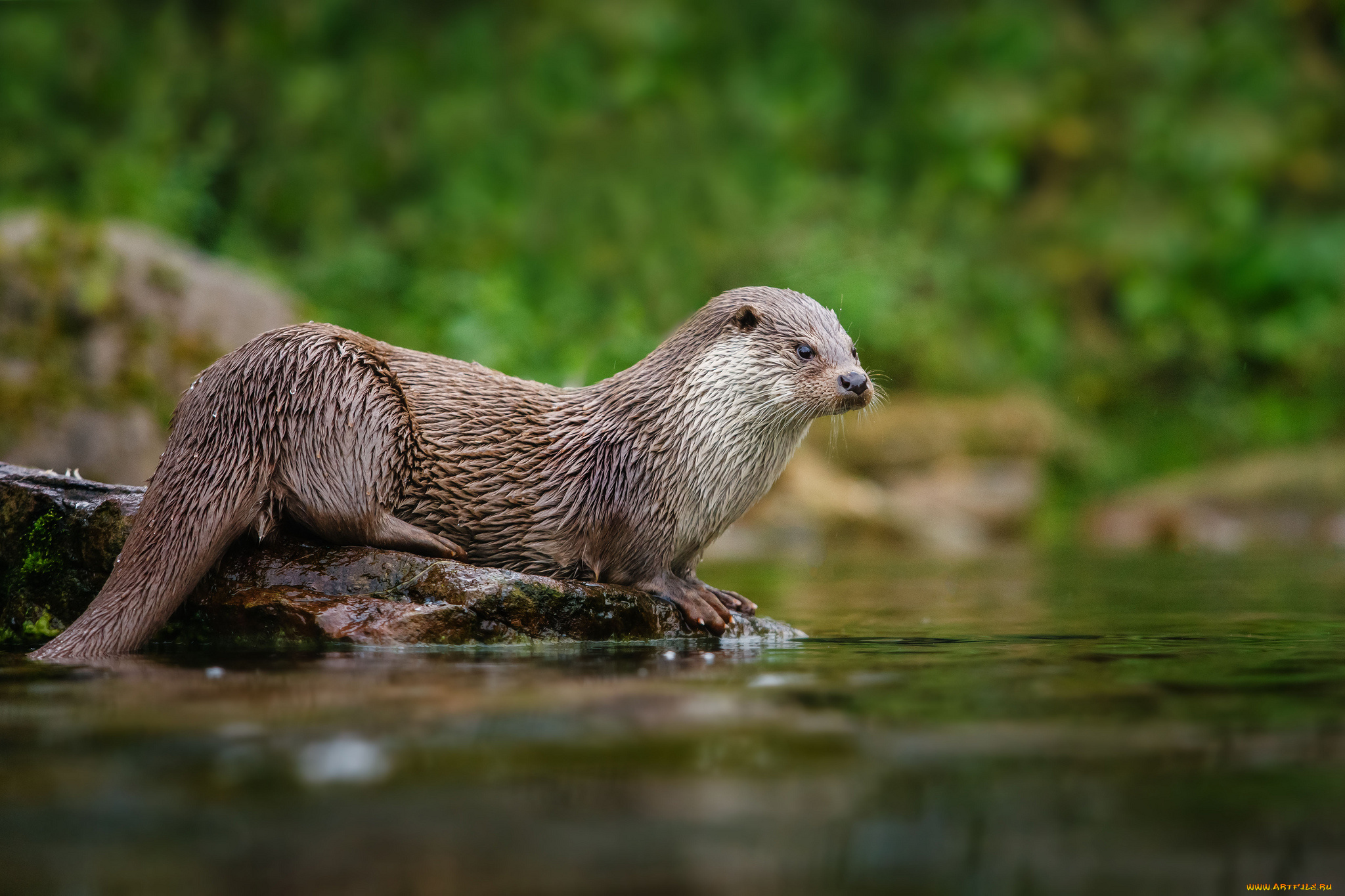 животные, выдры, каланы, ондатры, выдра