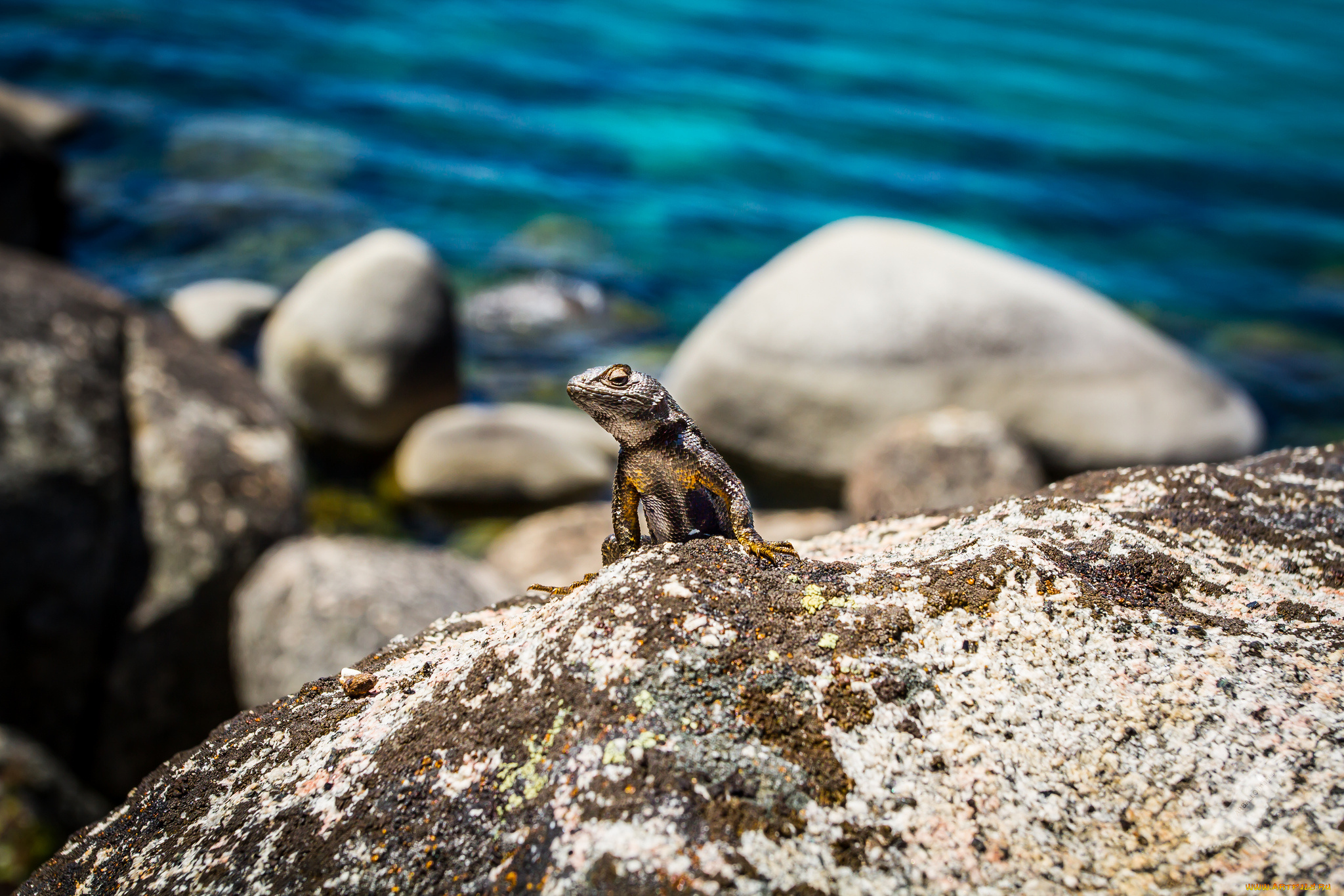животные, Ящерицы, игуаны, вараны, камень