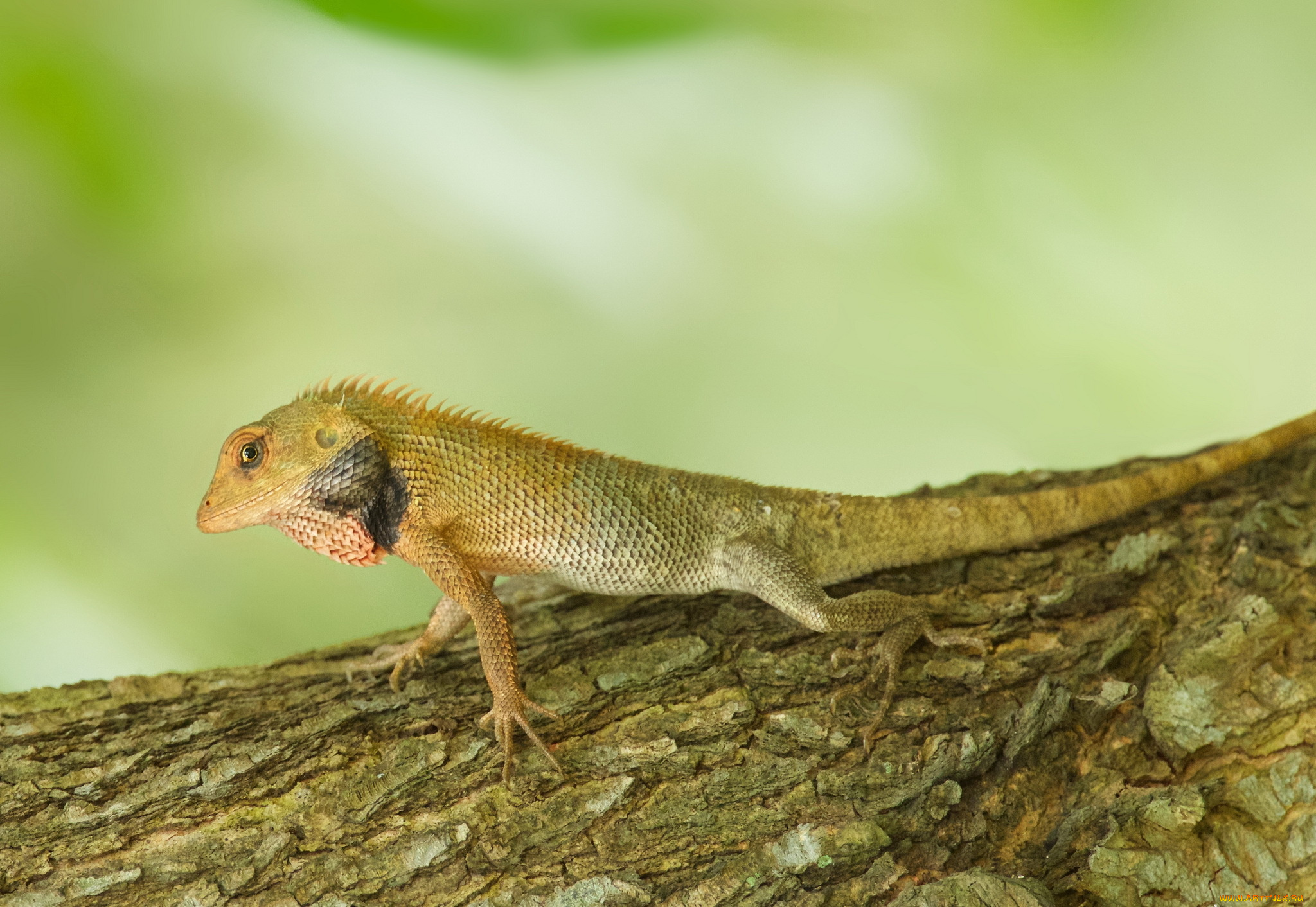 животные, Ящерицы, игуаны, вараны, дерево