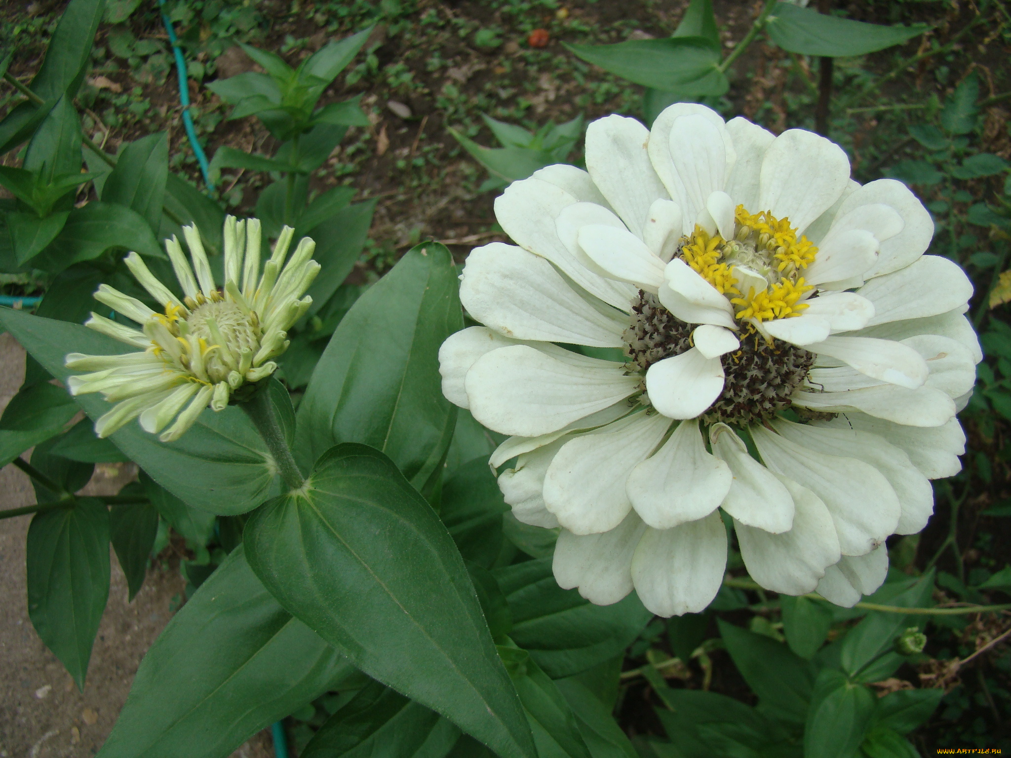 цинния, цветы