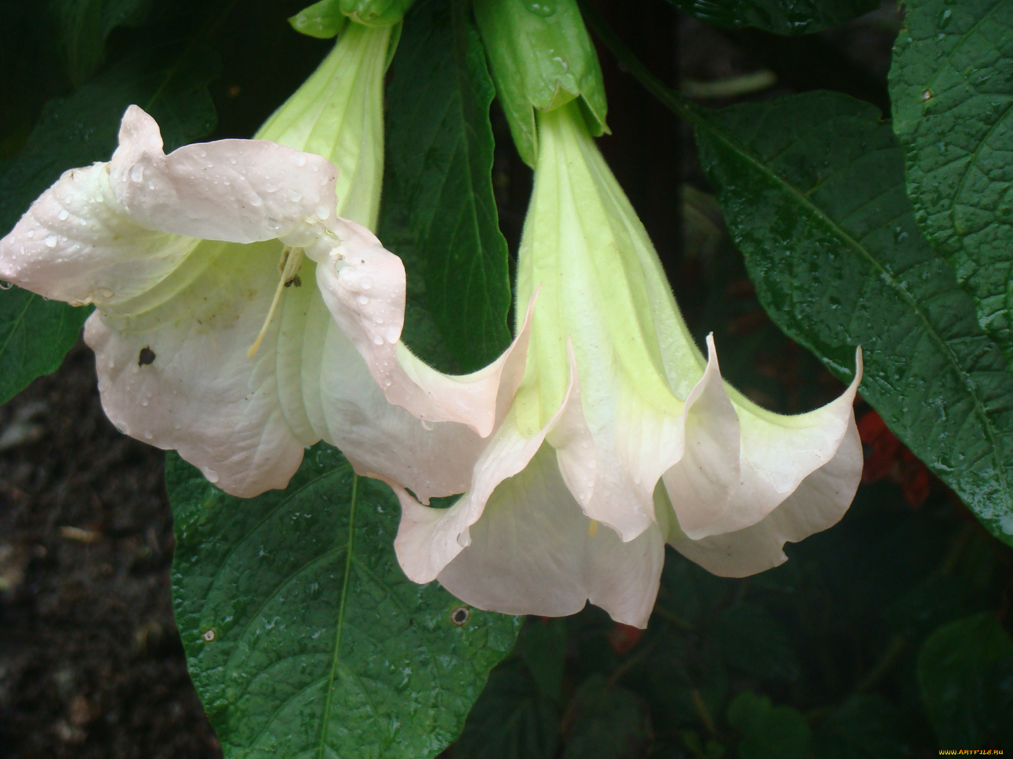 цветы, бругмансия, дурман, трубы, ангела