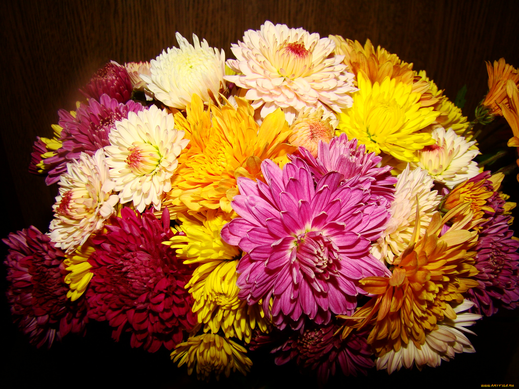 цветы, хризантемы