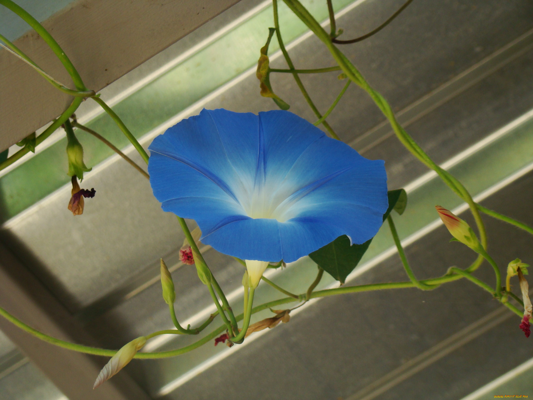 ипомея, цветы, вьюнки, ипомеи