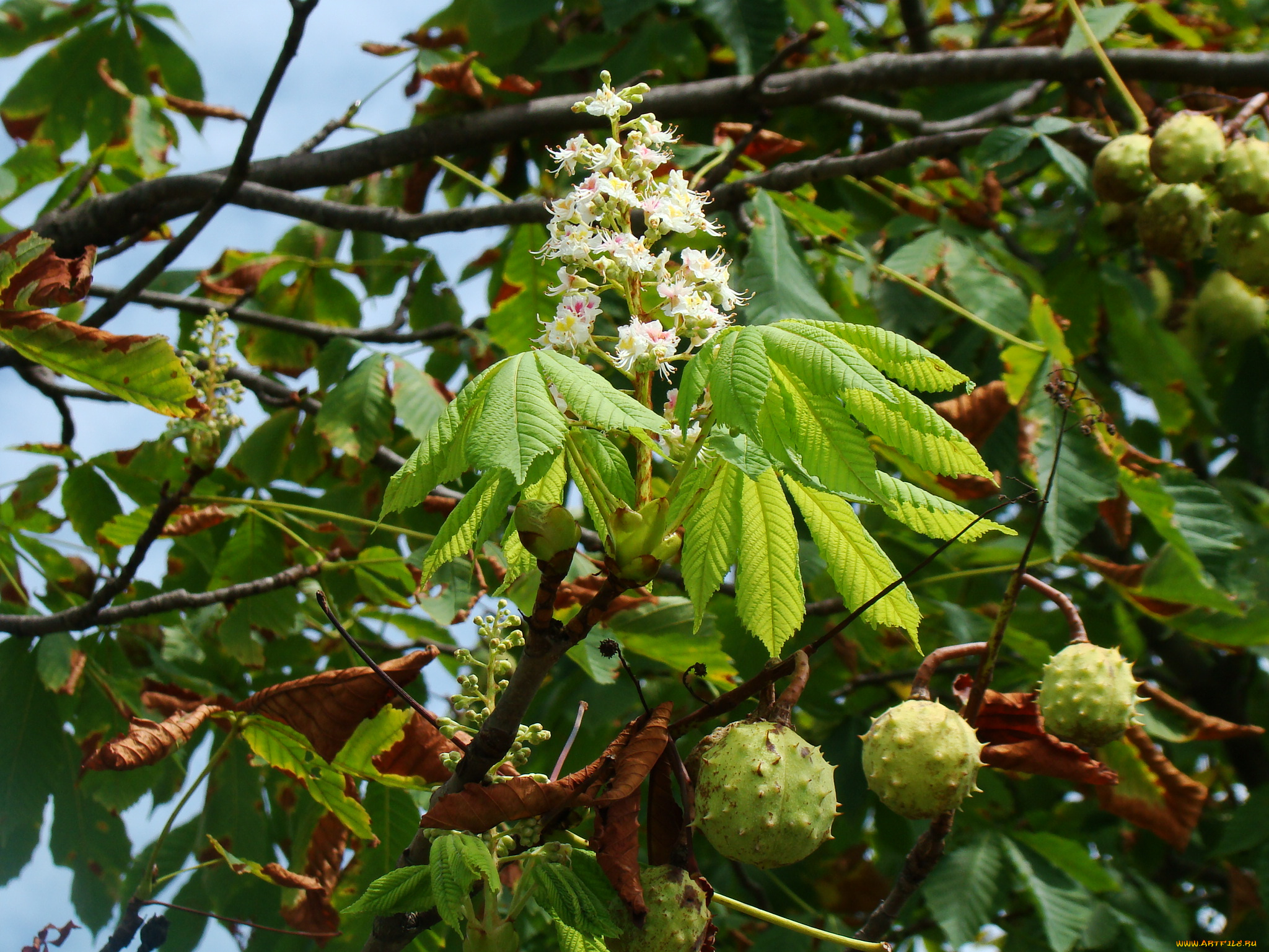каштан, цветы, цветущие, деревья, кустарники