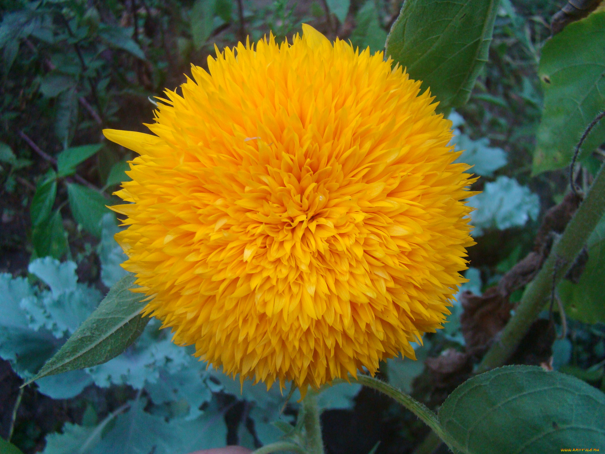 подсолнух, цветы, подсолнухи