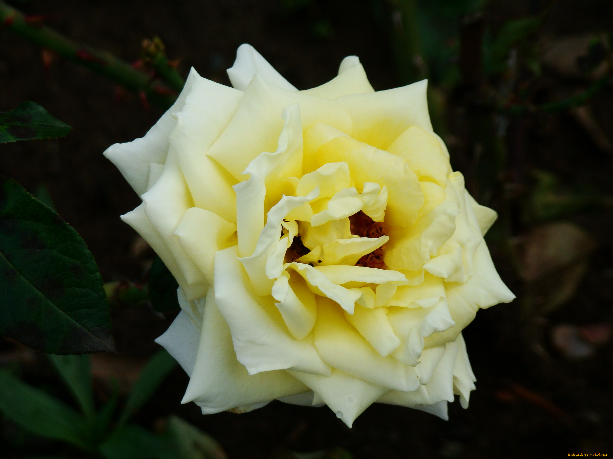 роза, цветы, розы