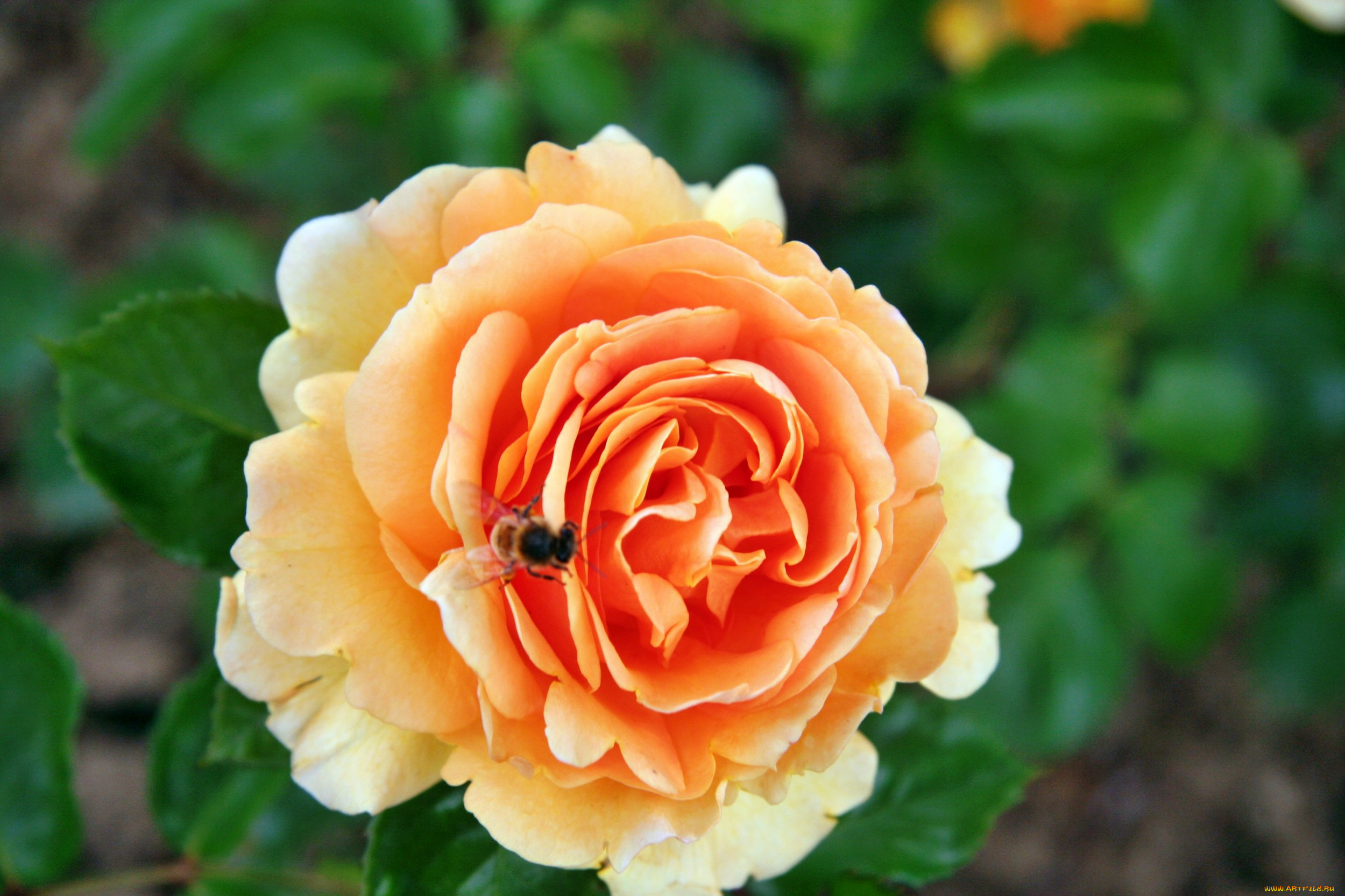 цветы, розы, лепестки, бутон, роза