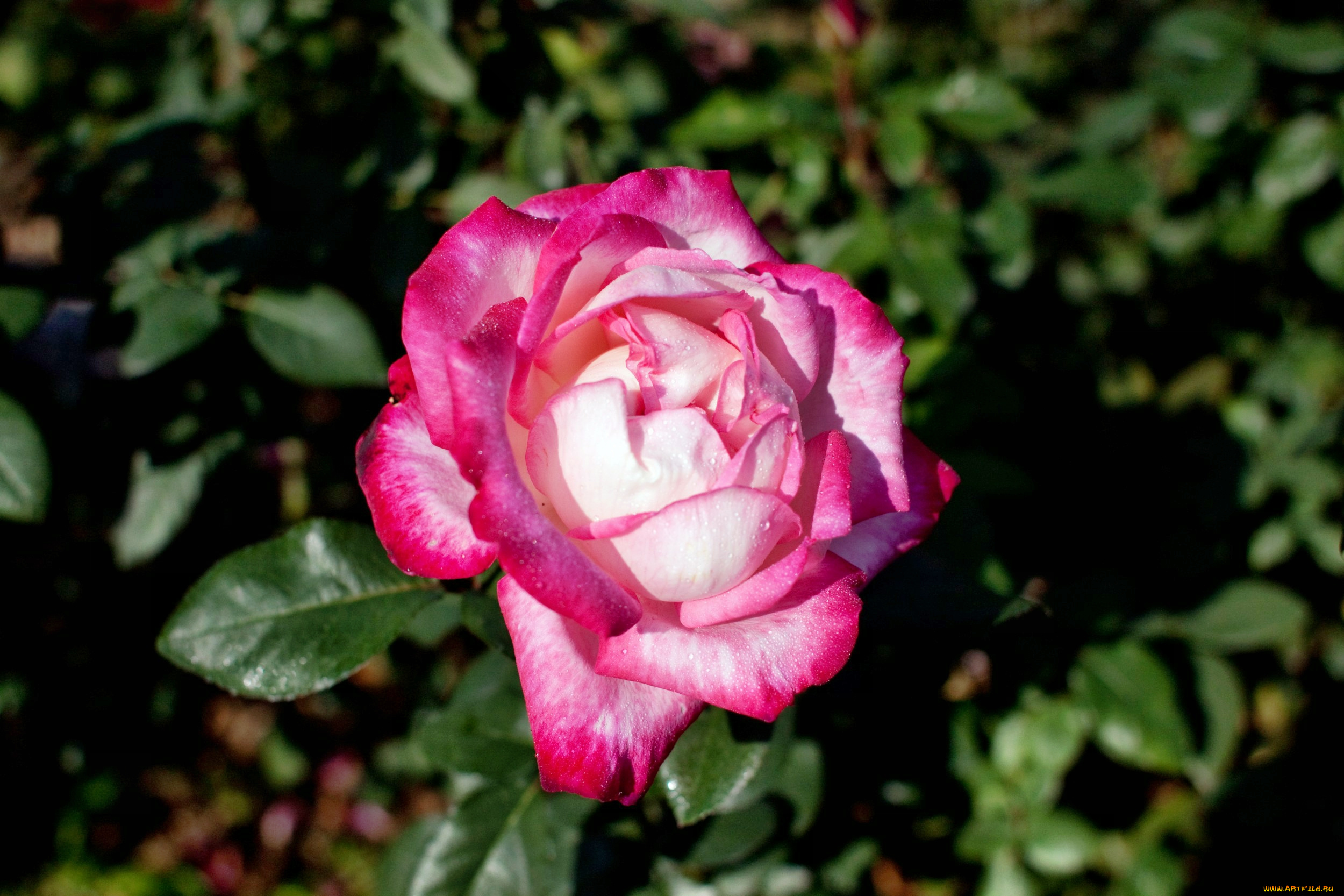 цветы, розы, роза, бутон, лепестки