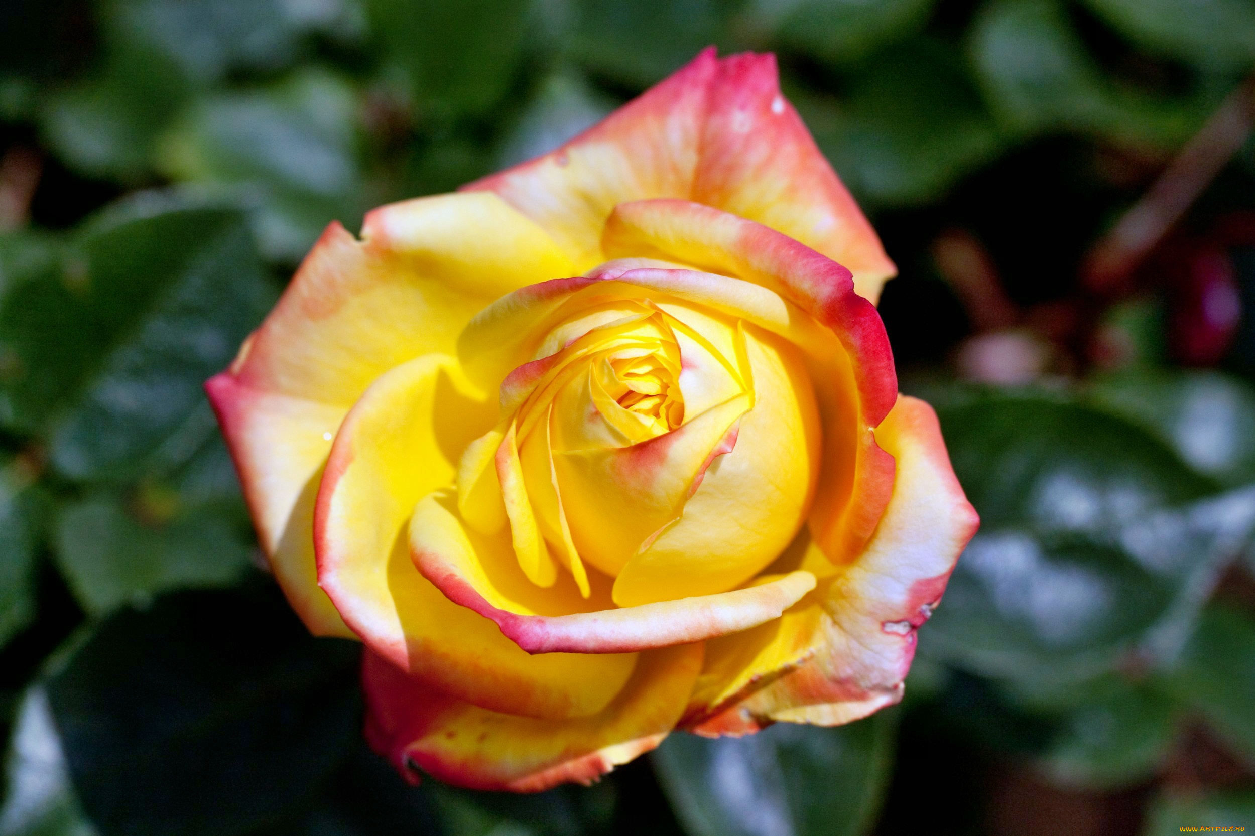 цветы, розы, роза, бутон, лепестки